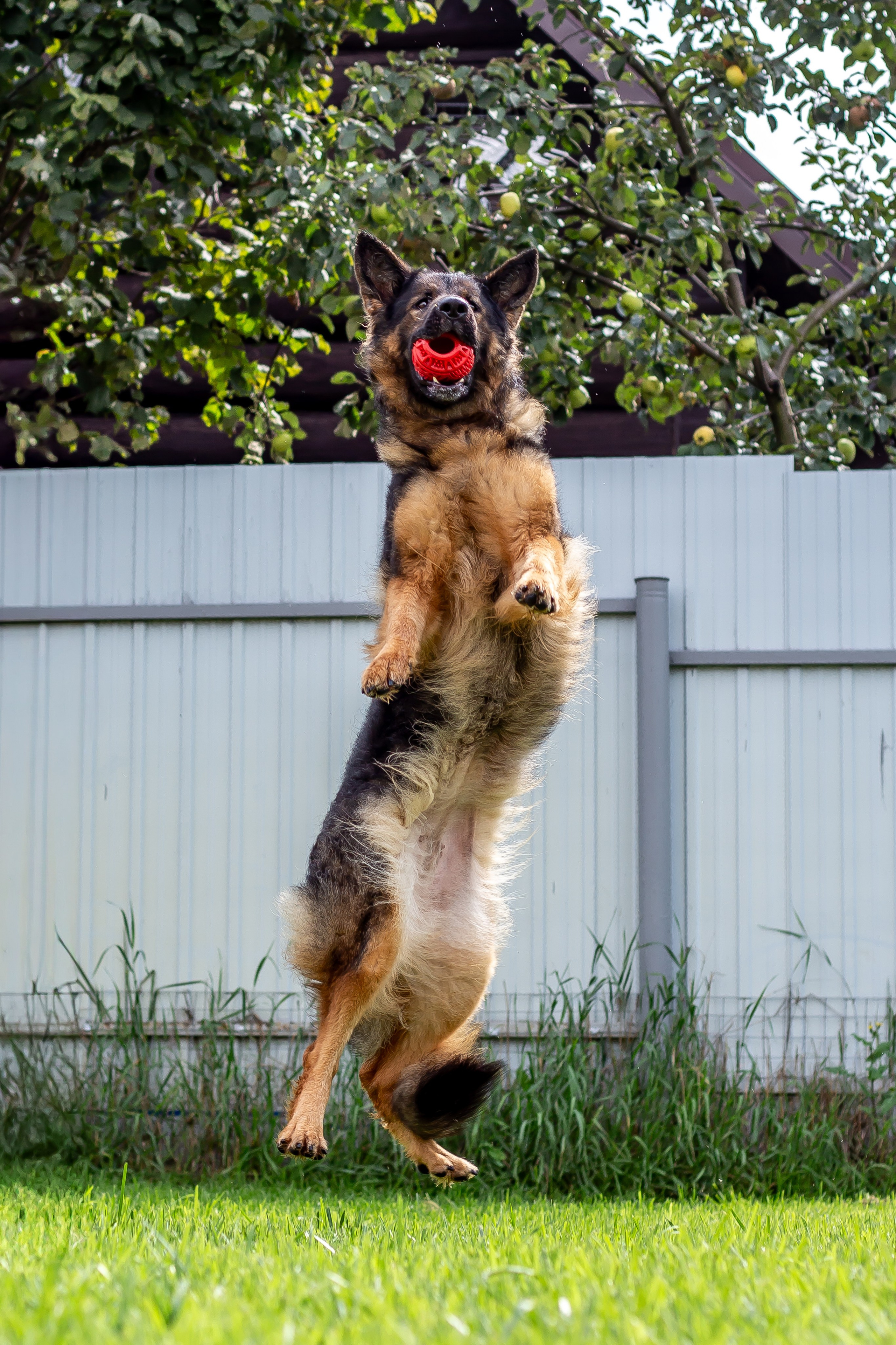 Собачья жизнь — Зоогостиница «Счастливые мечтатели». Фотограф • Орехово-Зуево • Балашиха • TEFO