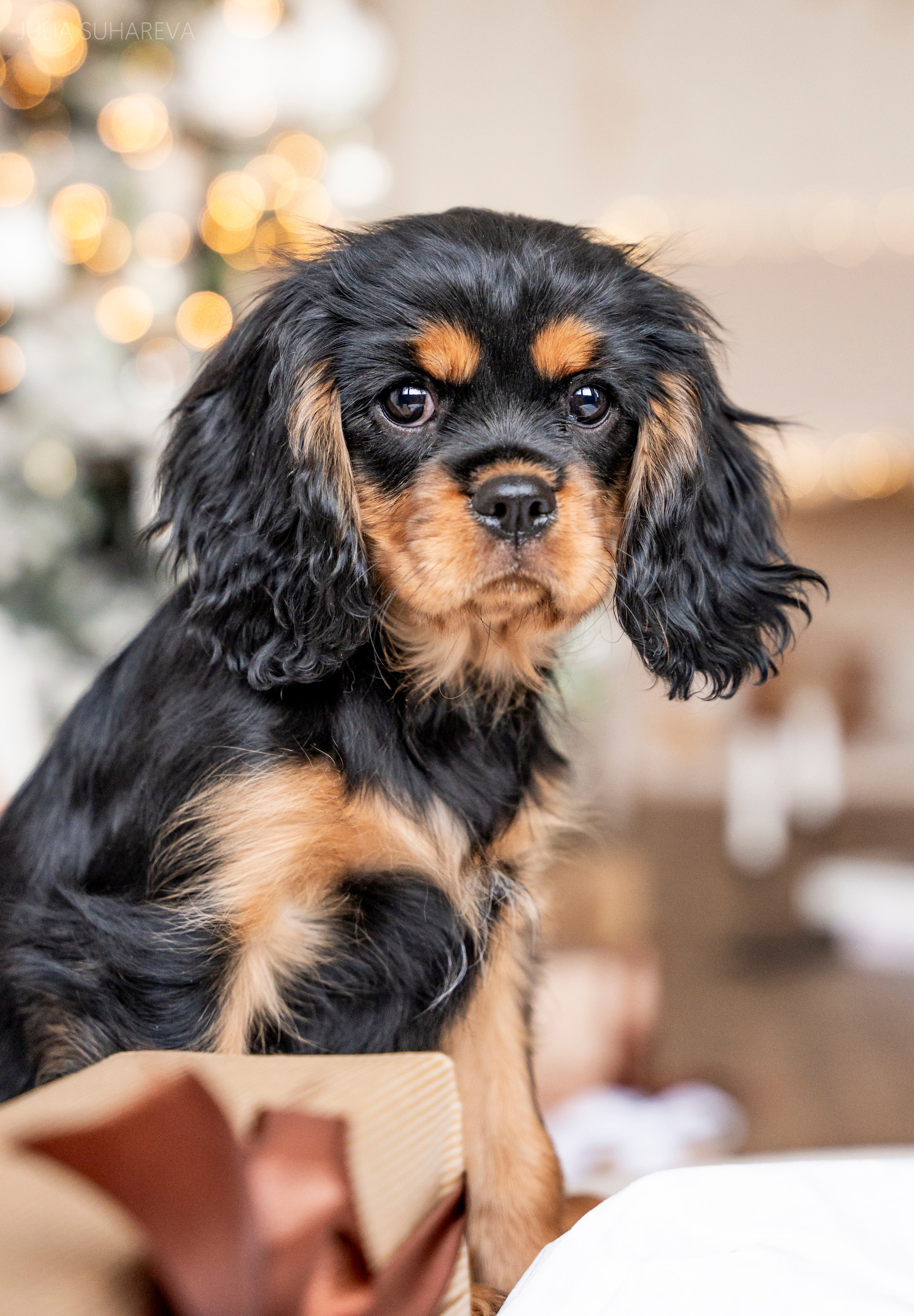 Щенки Кавалер кинг-чарльз-спаниель (Новый год). Главная