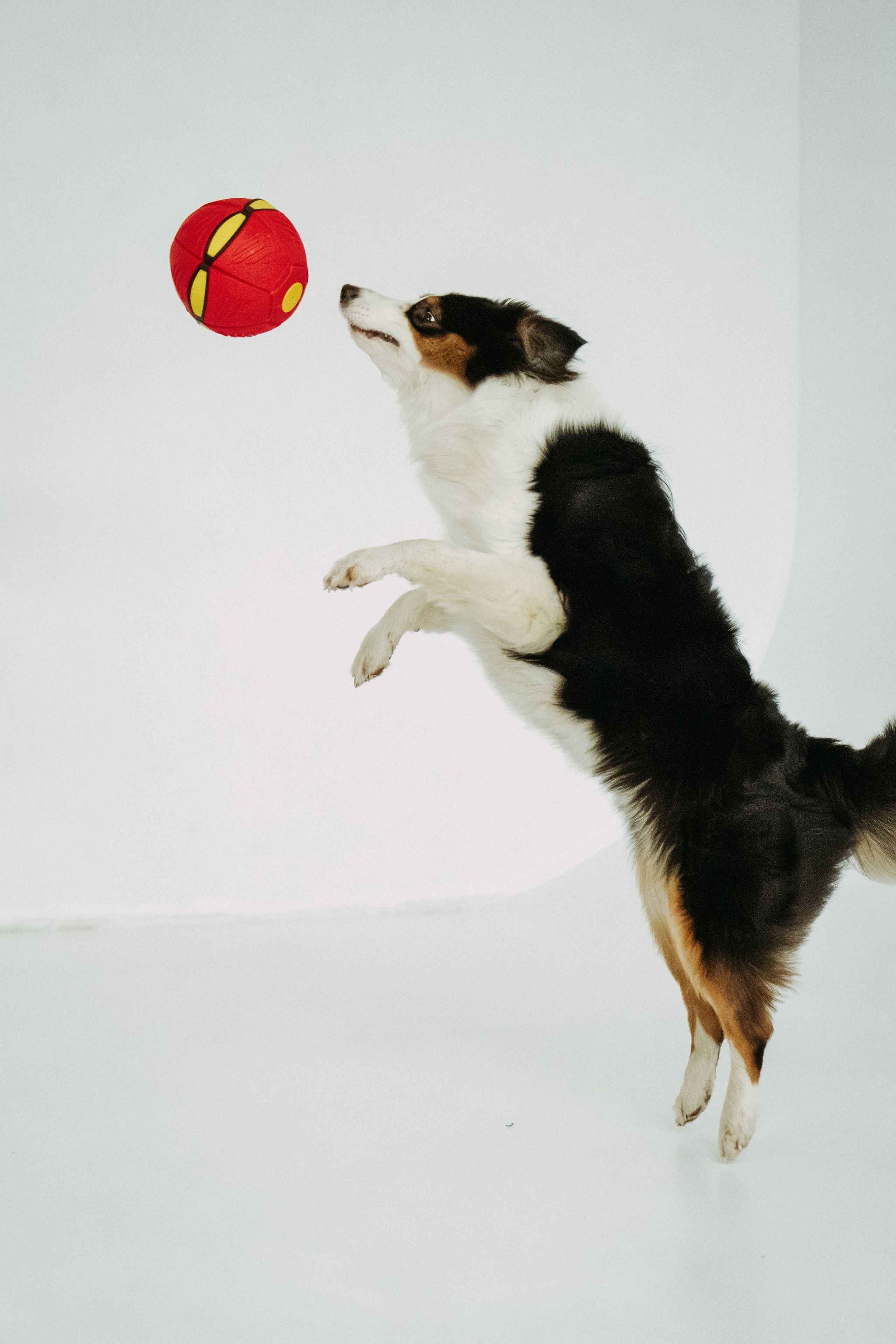 Мячи-попрыгуны. Фотораф — анималист Мария Шистка