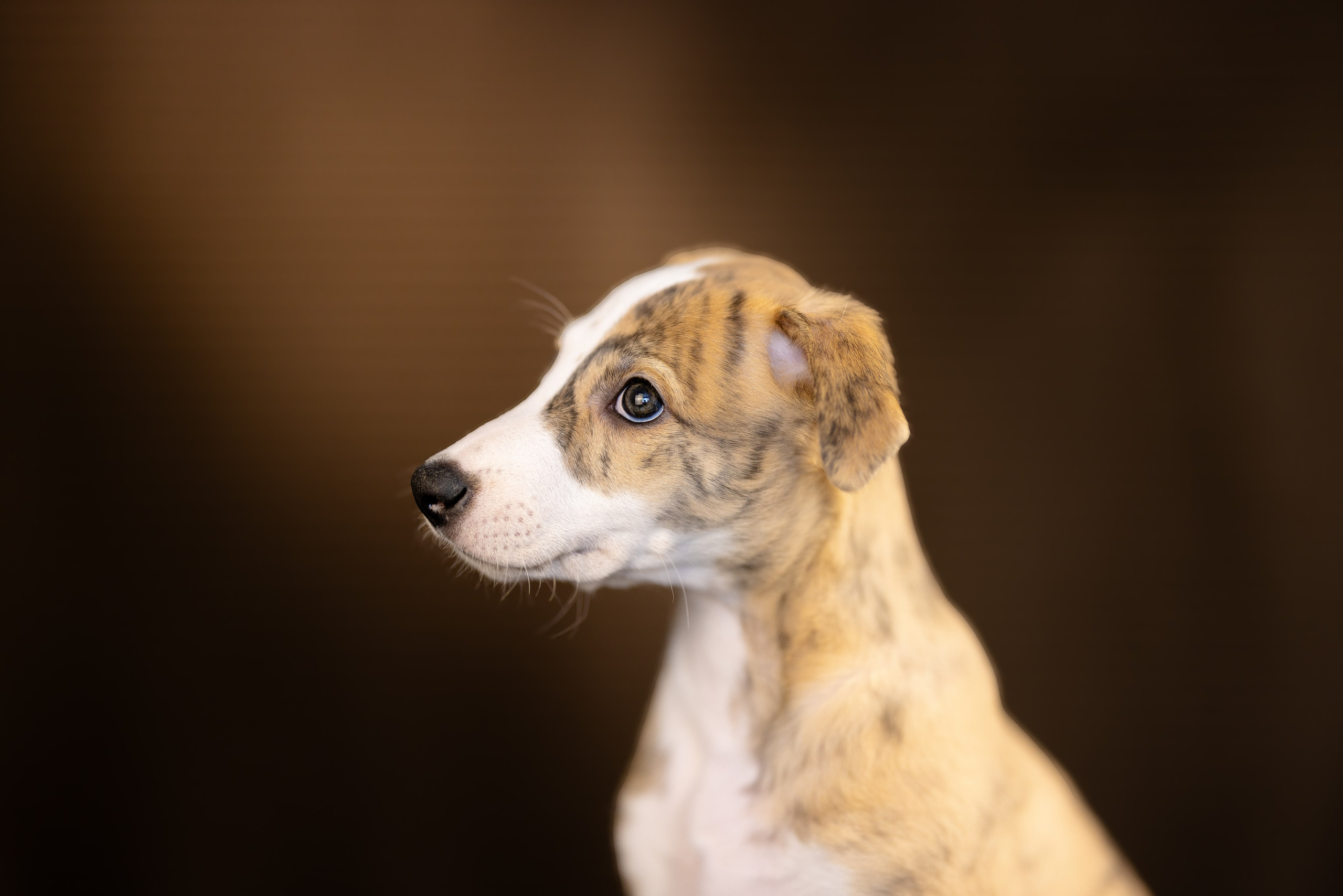 Уиппет. Фотограф и видеограф анималист Аганина Дарья