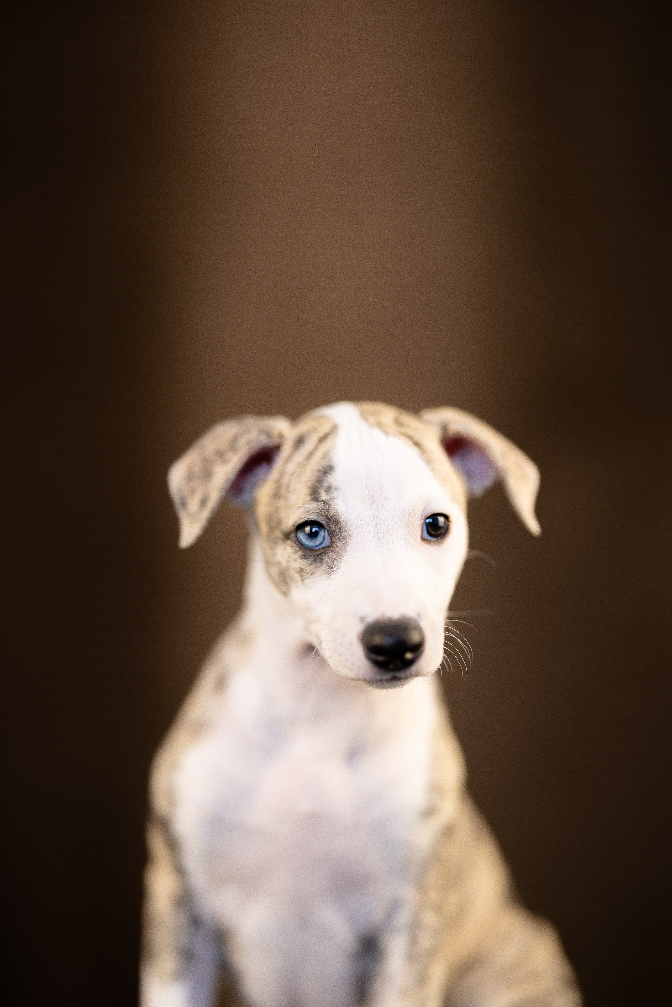 Уиппет. Фотограф и видеограф анималист Аганина Дарья