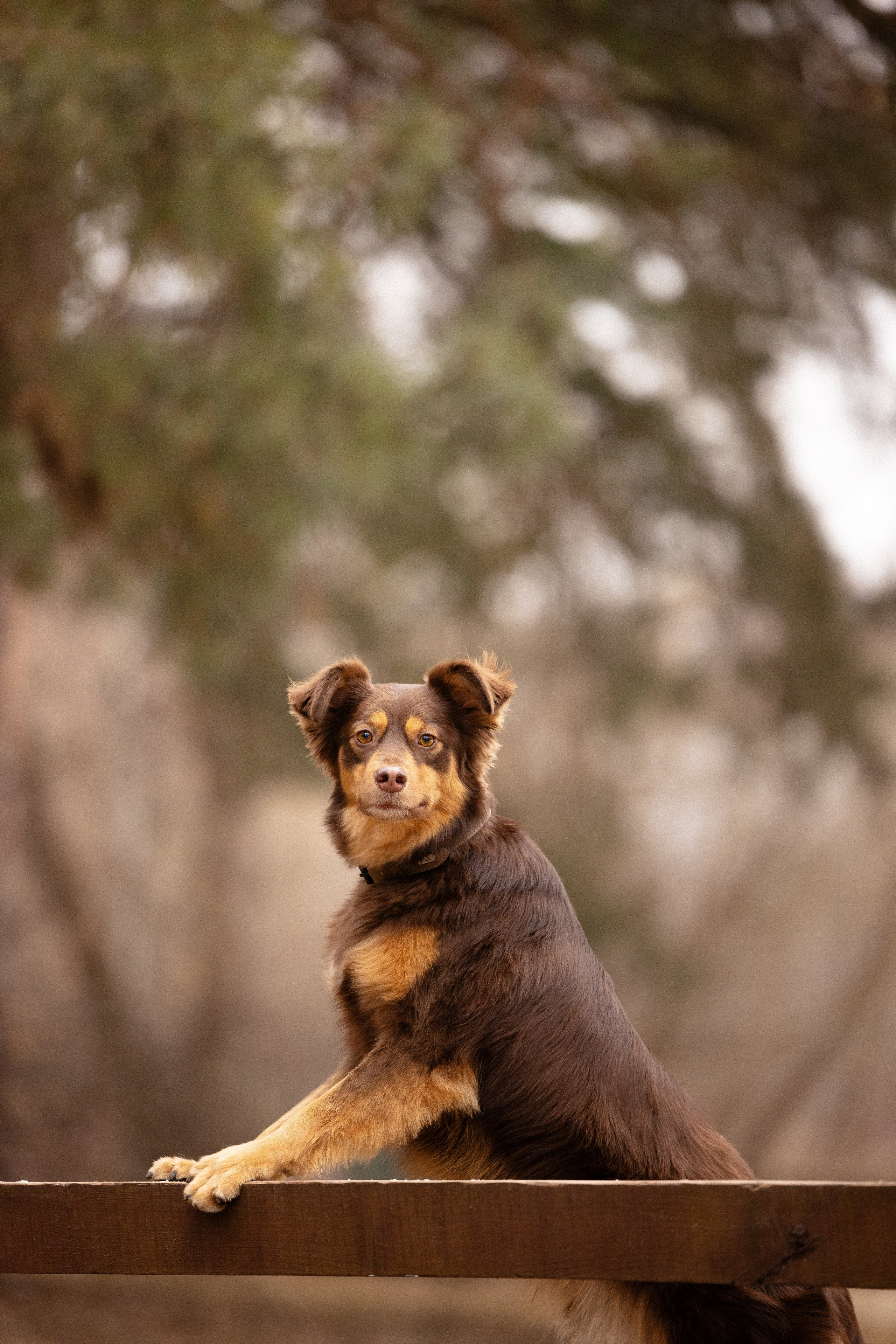 Катя и Мёд. Фотограф и видеограф анималист Аганина Дарья
