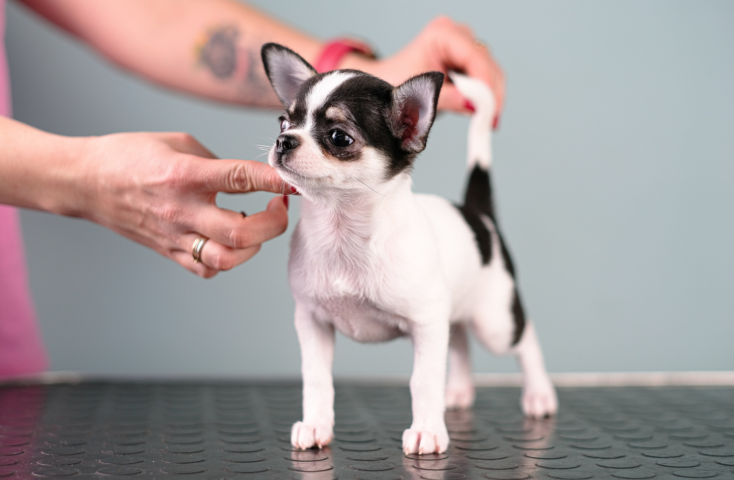 Чихуа хуа. Фотограф и видеограф анималист Аганина Дарья