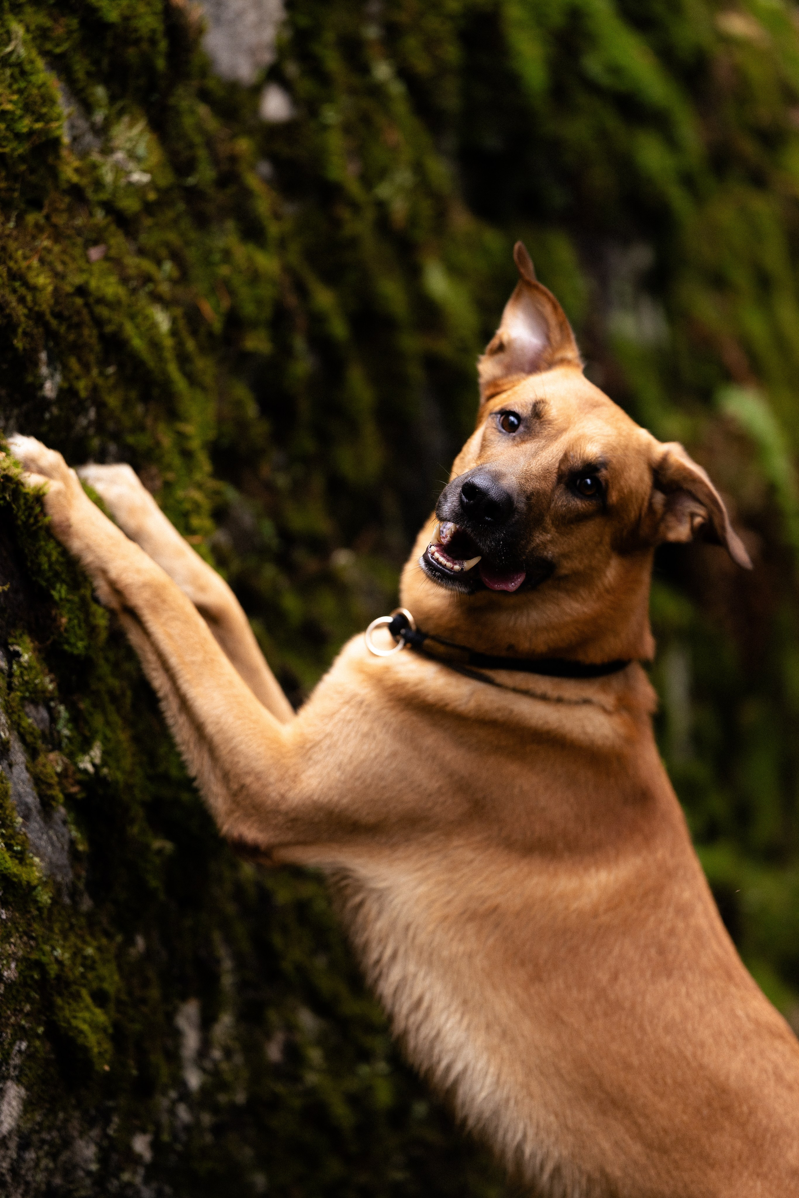 Karelia. Фотограф и видеограф анималист Аганина Дарья