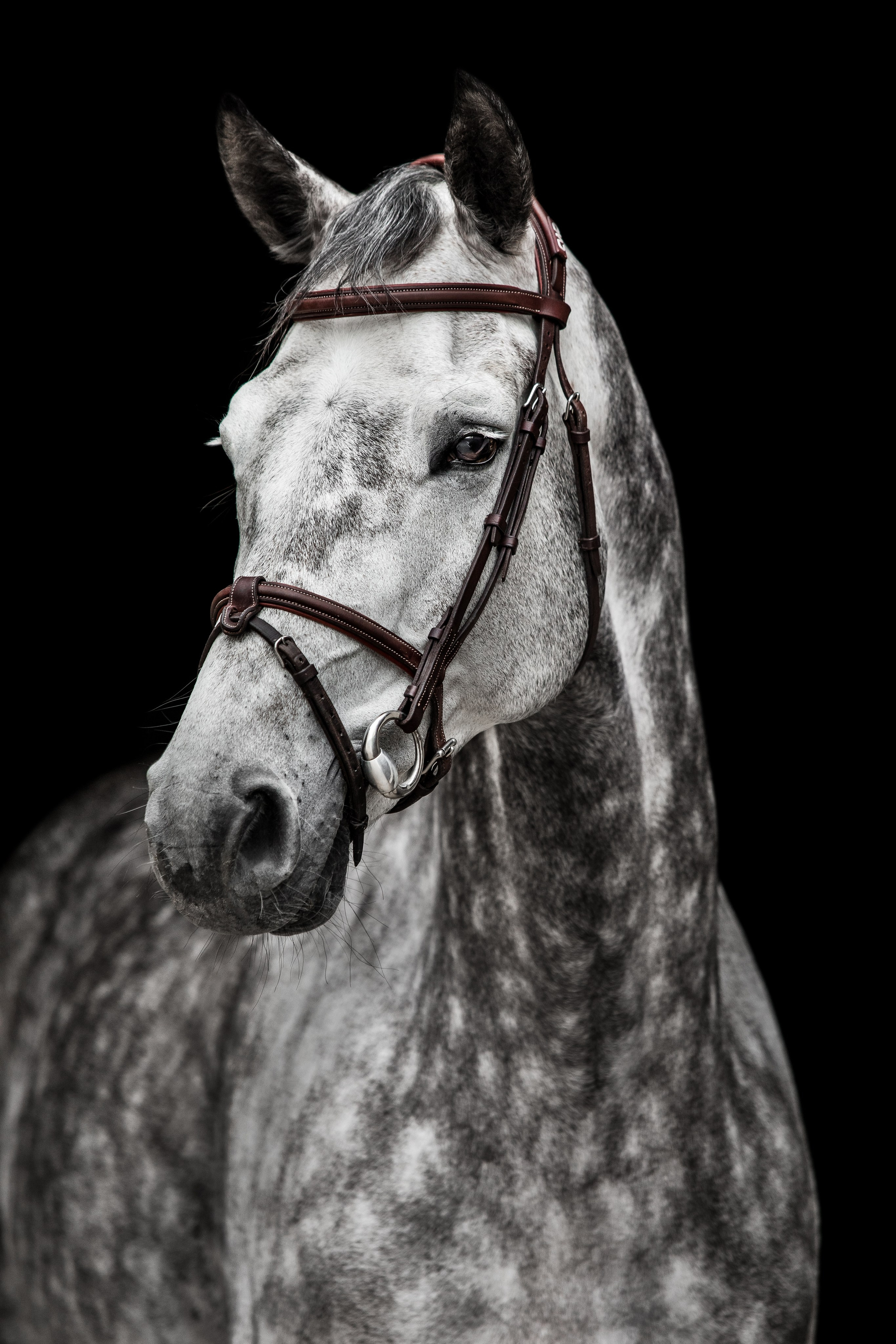 Конные портреты. Veronika Makeeva horse photo