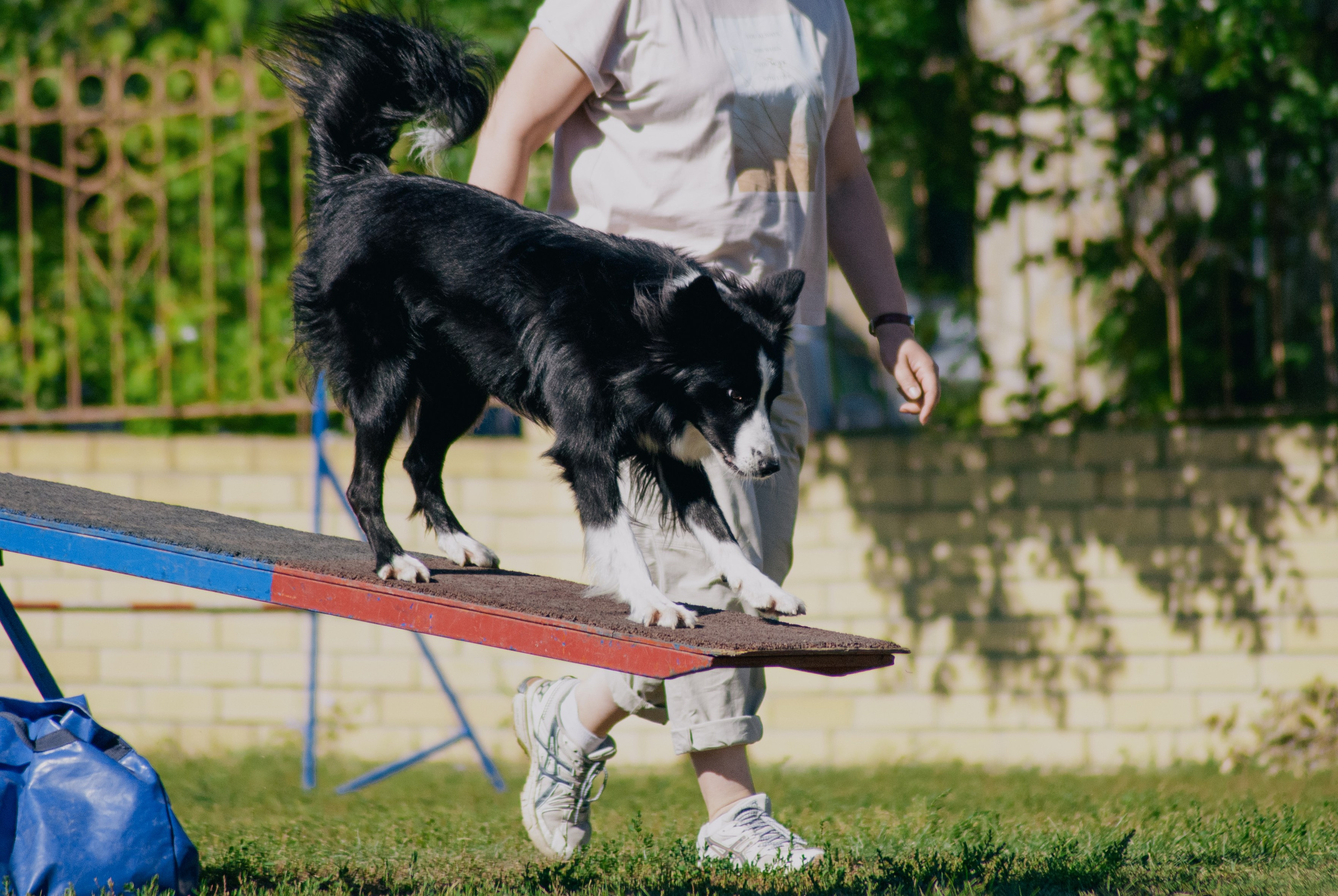 Аджилити. Фотограф в Тюмени Лизавета Сапицкая