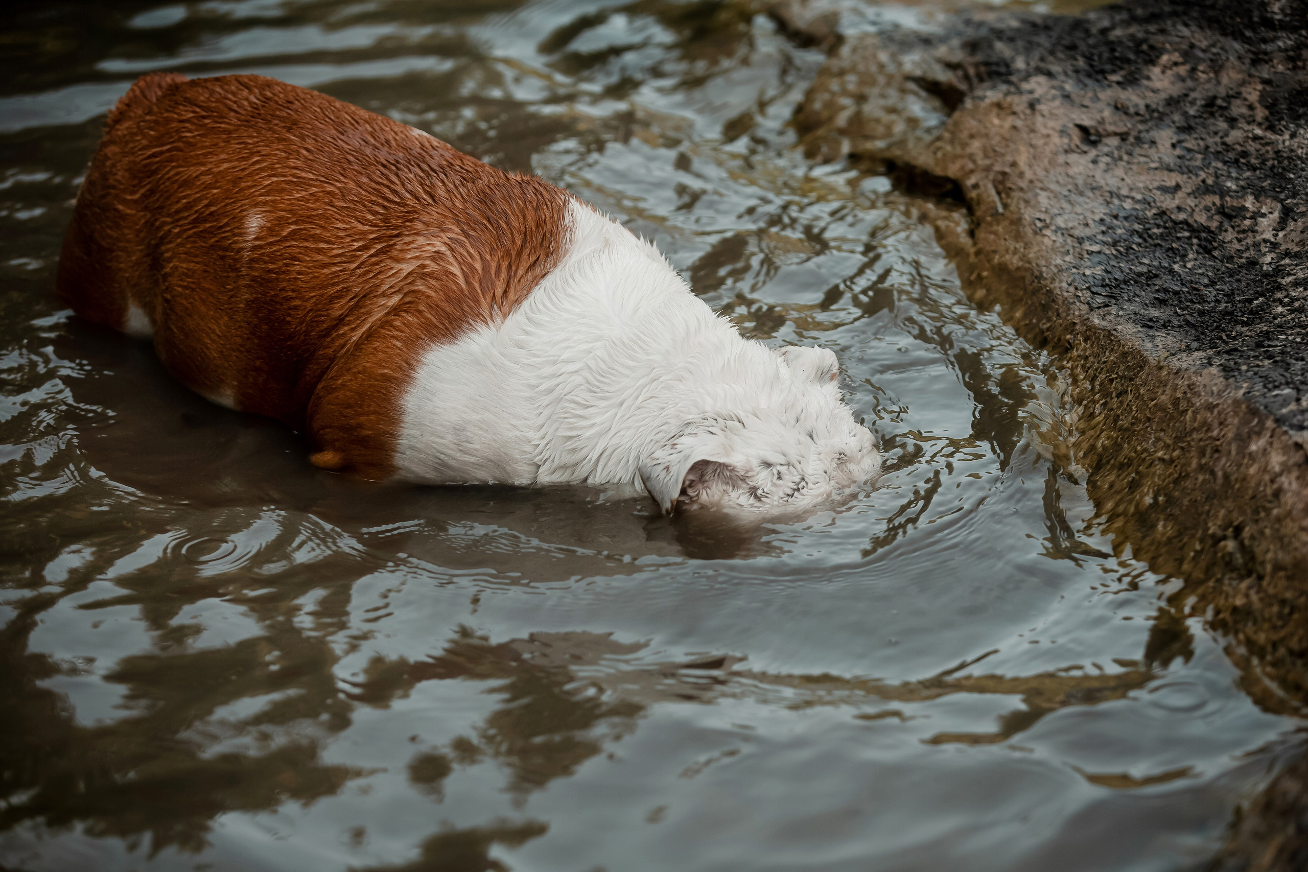 Фотосессия английского бульдога на речке. Фотограф-анималист в Краснодаре Маша Мельникова