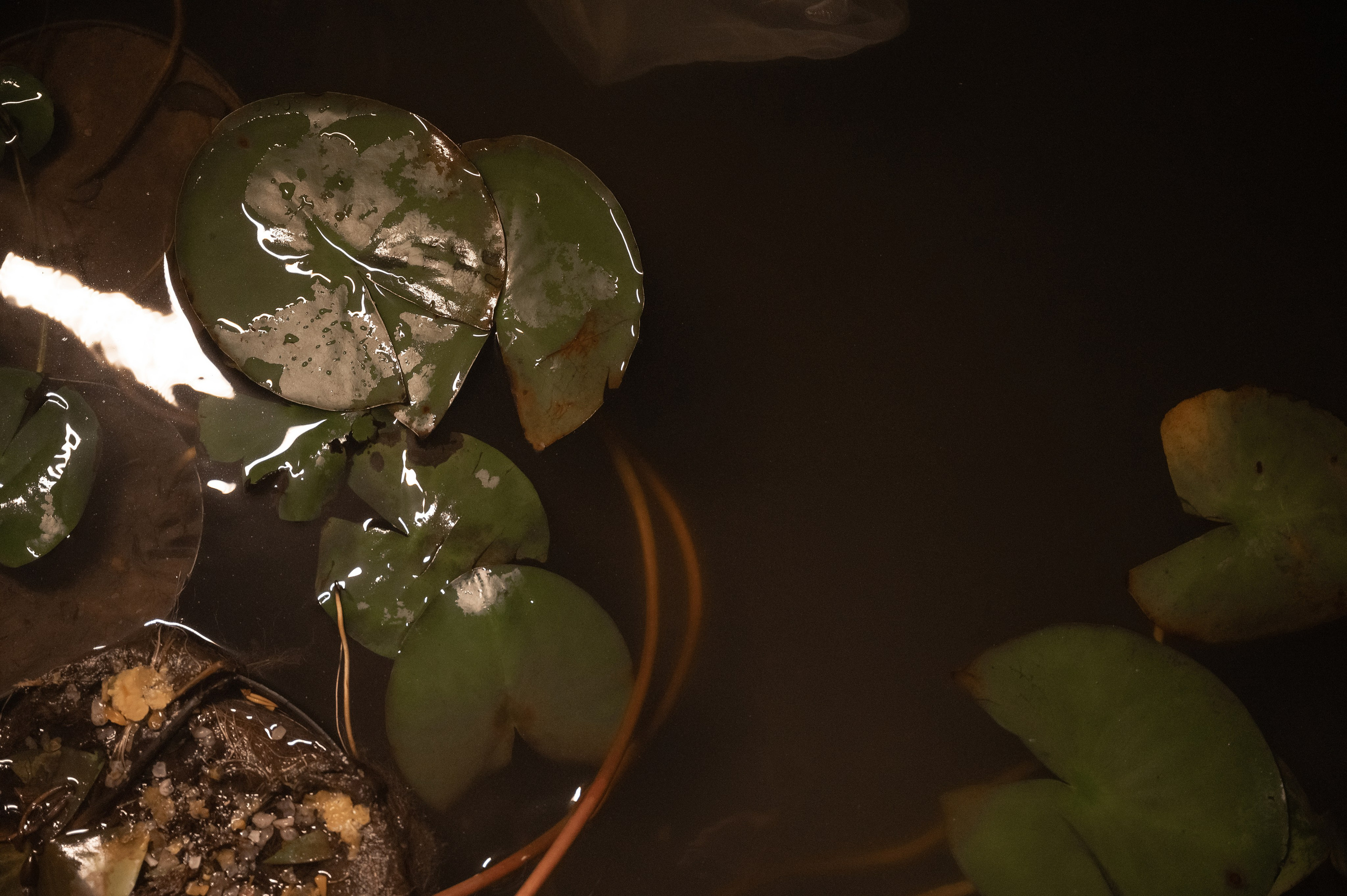 Лиза. Свадебный фотограф и видеограф