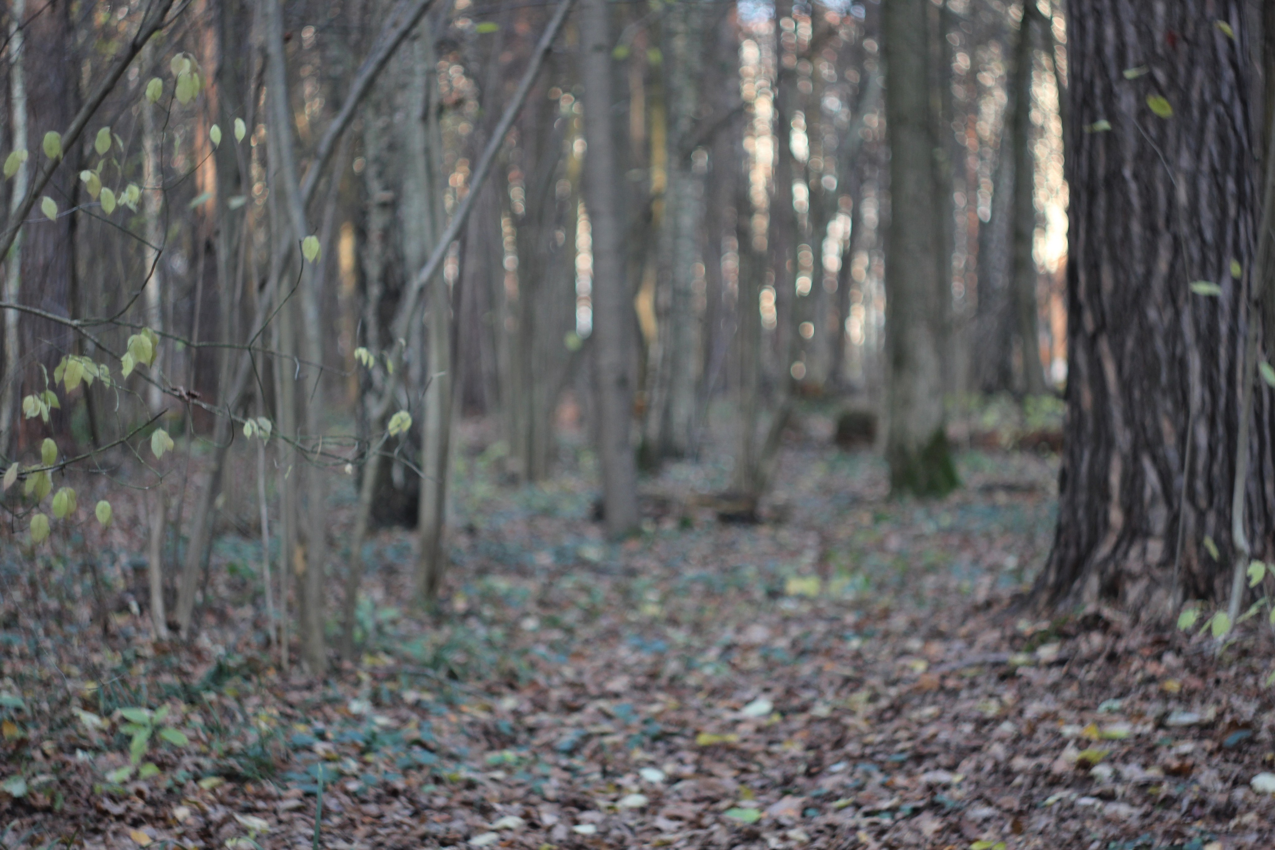 Всё, что я вижу вокруг себя