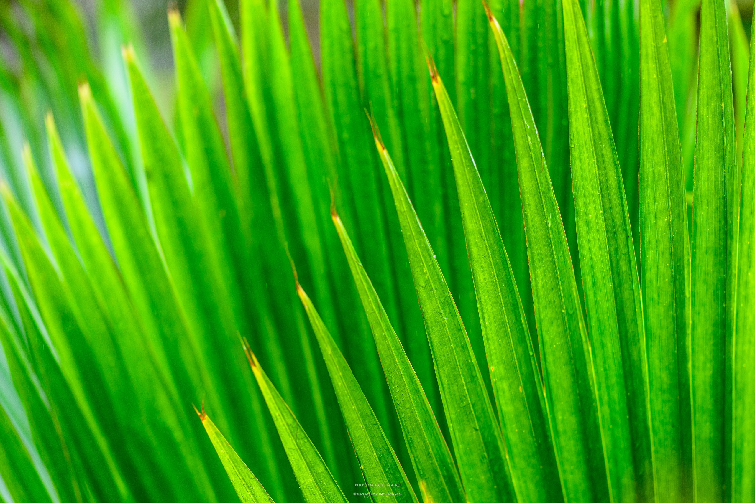 Все оттенки зелёного. Авторские стильные фотокартины