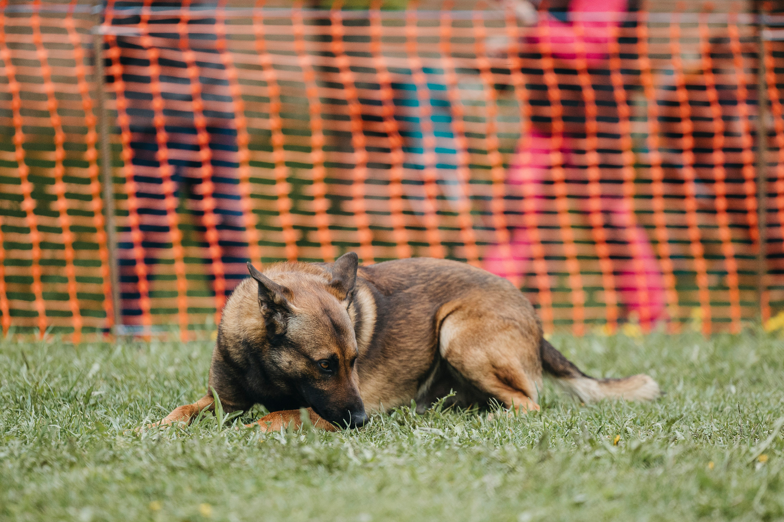 26.05.25 г. Пушкин квалификационные соревнования. Фотограф-анималист Анна Маринич