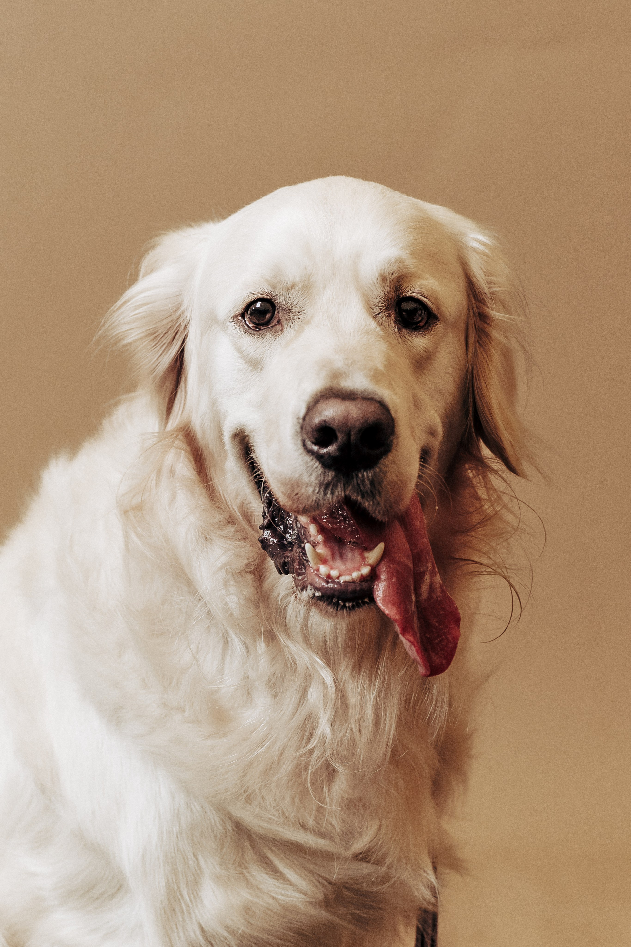 Репортажная фотосессия «День питомца-донора». Профессиональный фотограф в Санкт-Петербурге Александр Волосенцев