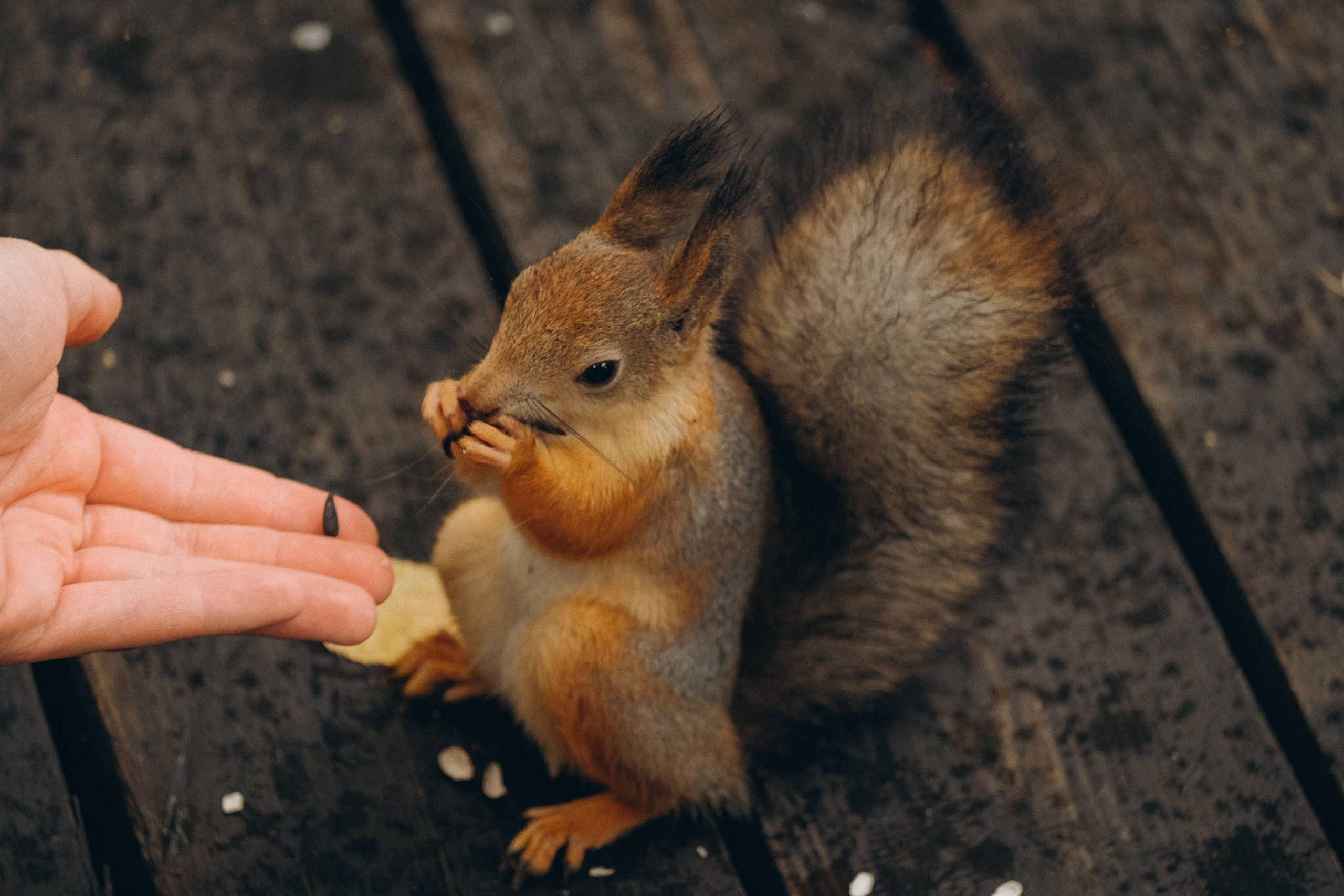 День рождения малышки. Профессиональный фотограф, Санкт-Петербург — Виктория Богомолова