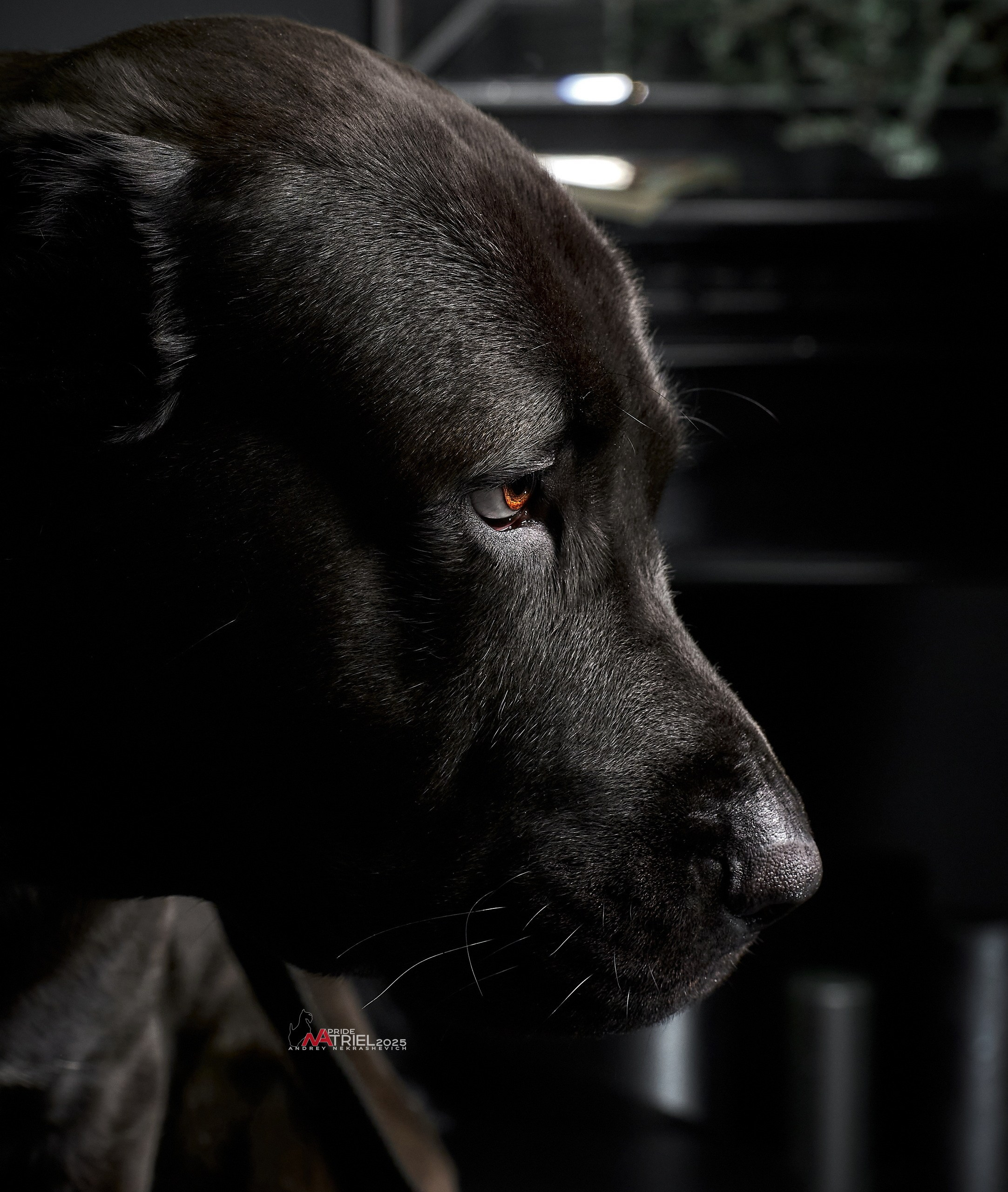 Съемка алабая в студии