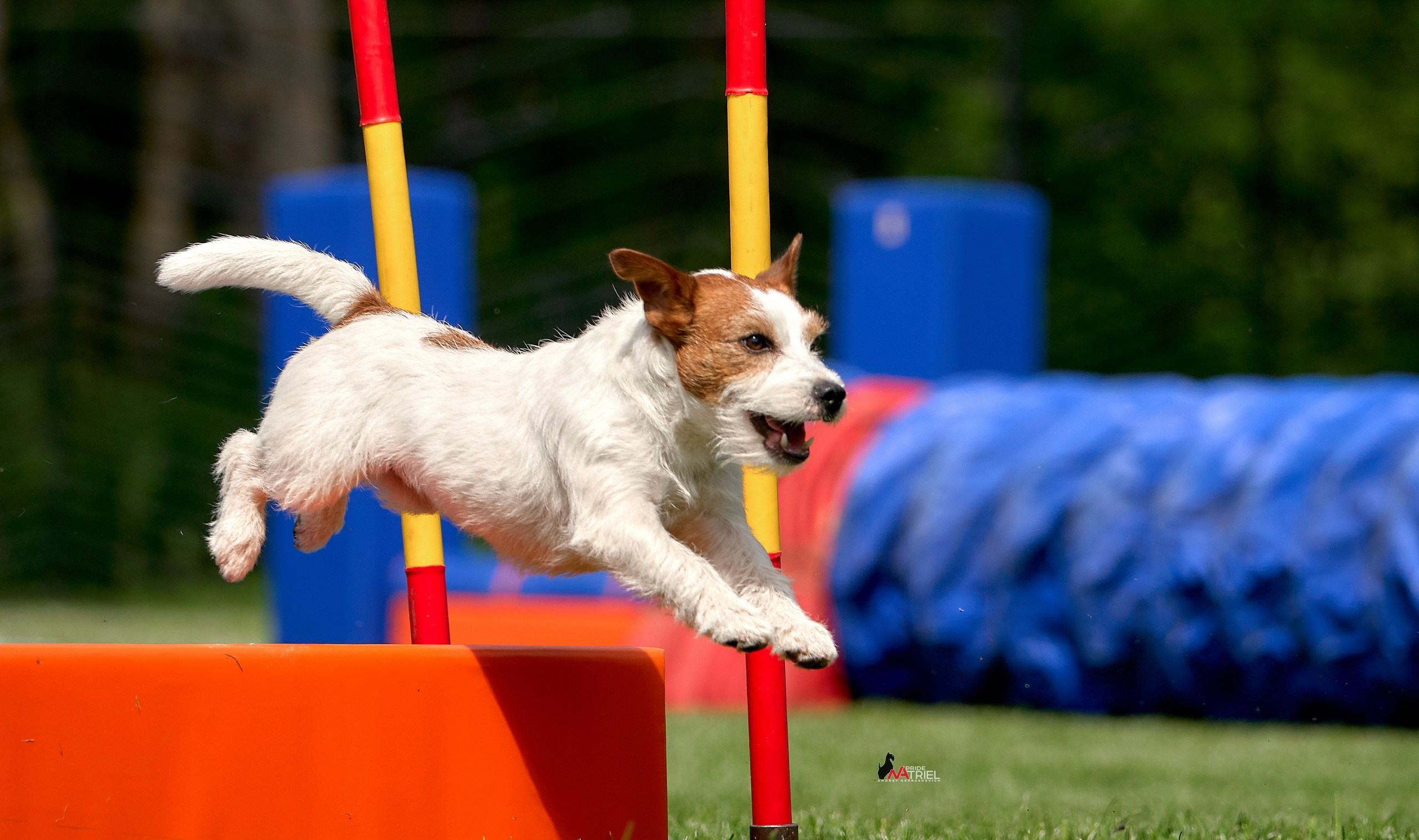 Аджилити — галерея NATRIEL