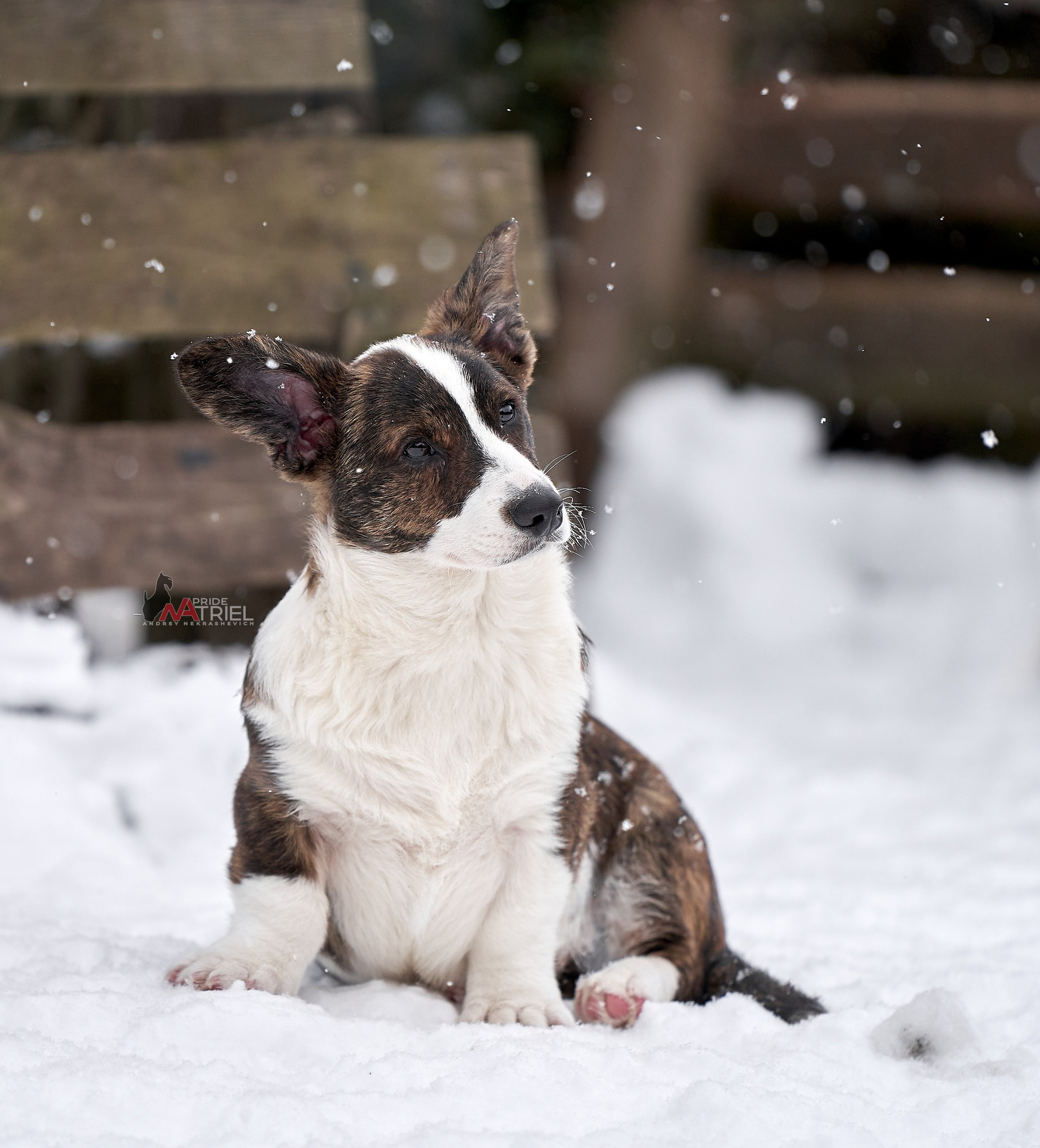 Щенки на прогулке — галерея NATRIEL