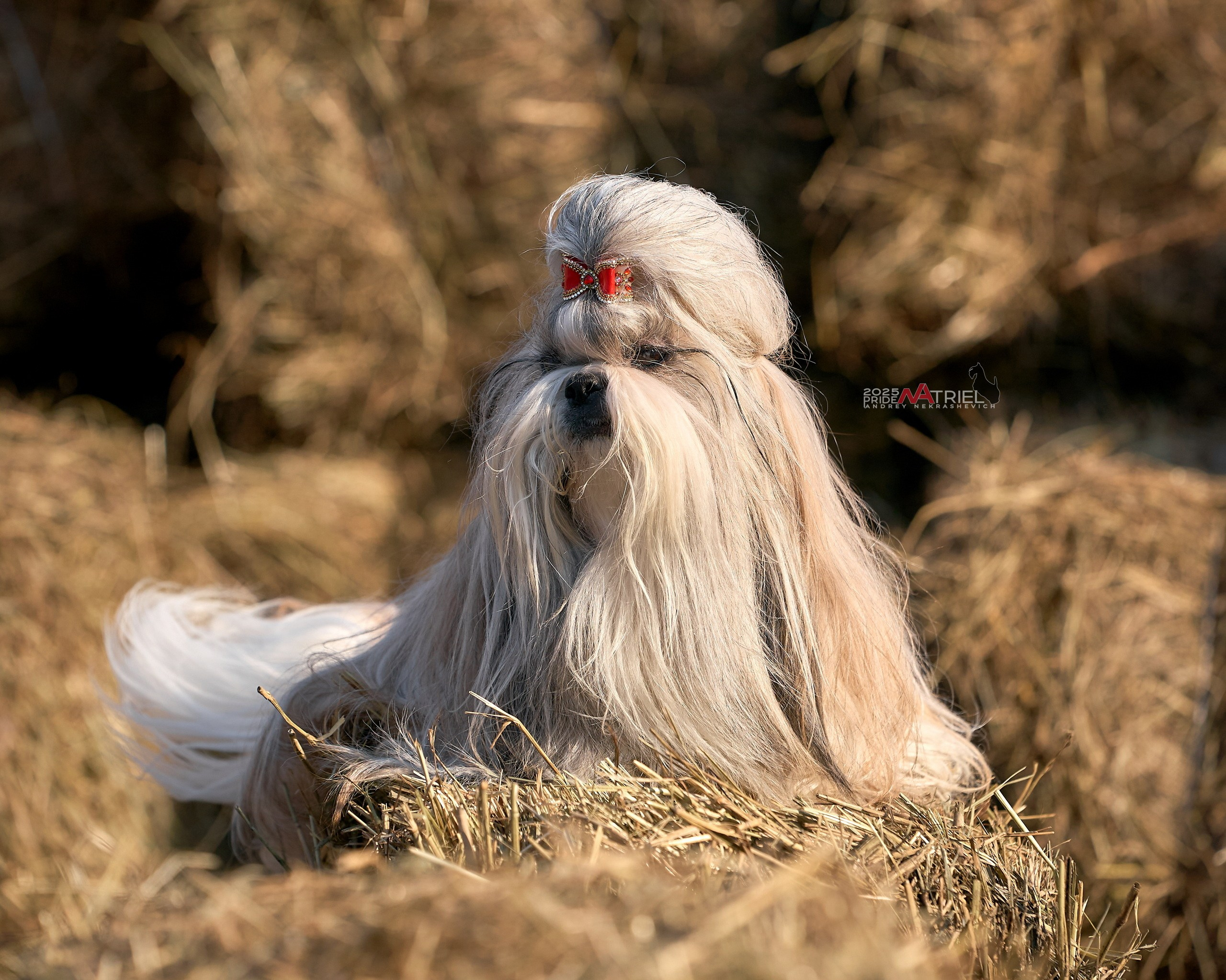 Съемка ши-тсу с мобильным светом