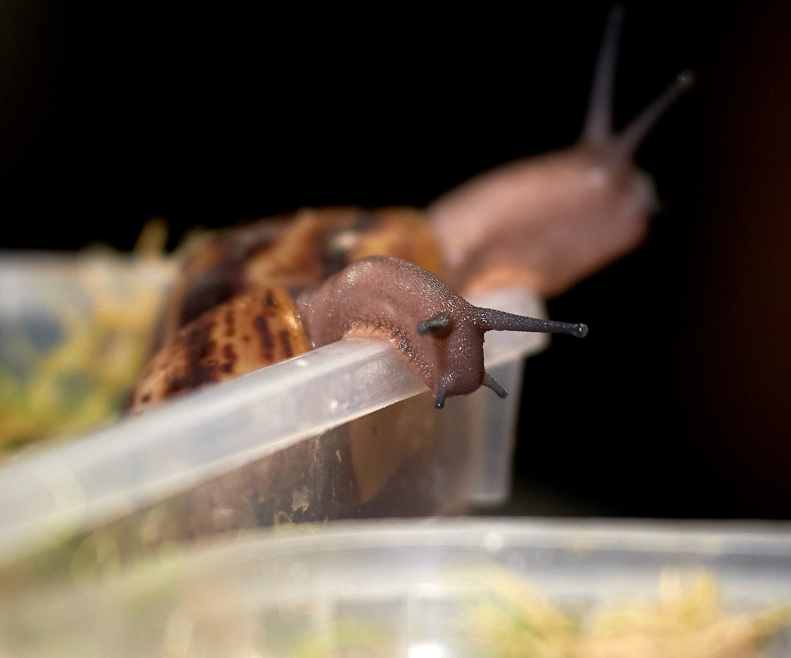 Рептилии — галерея NATRIEL