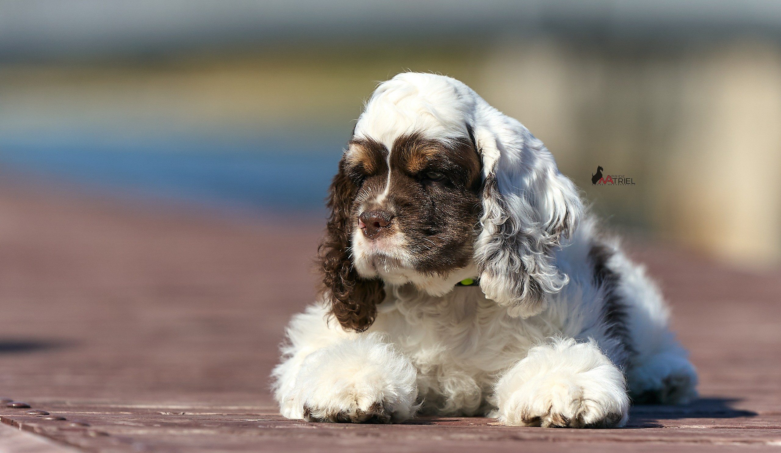 Прогулка со щенком