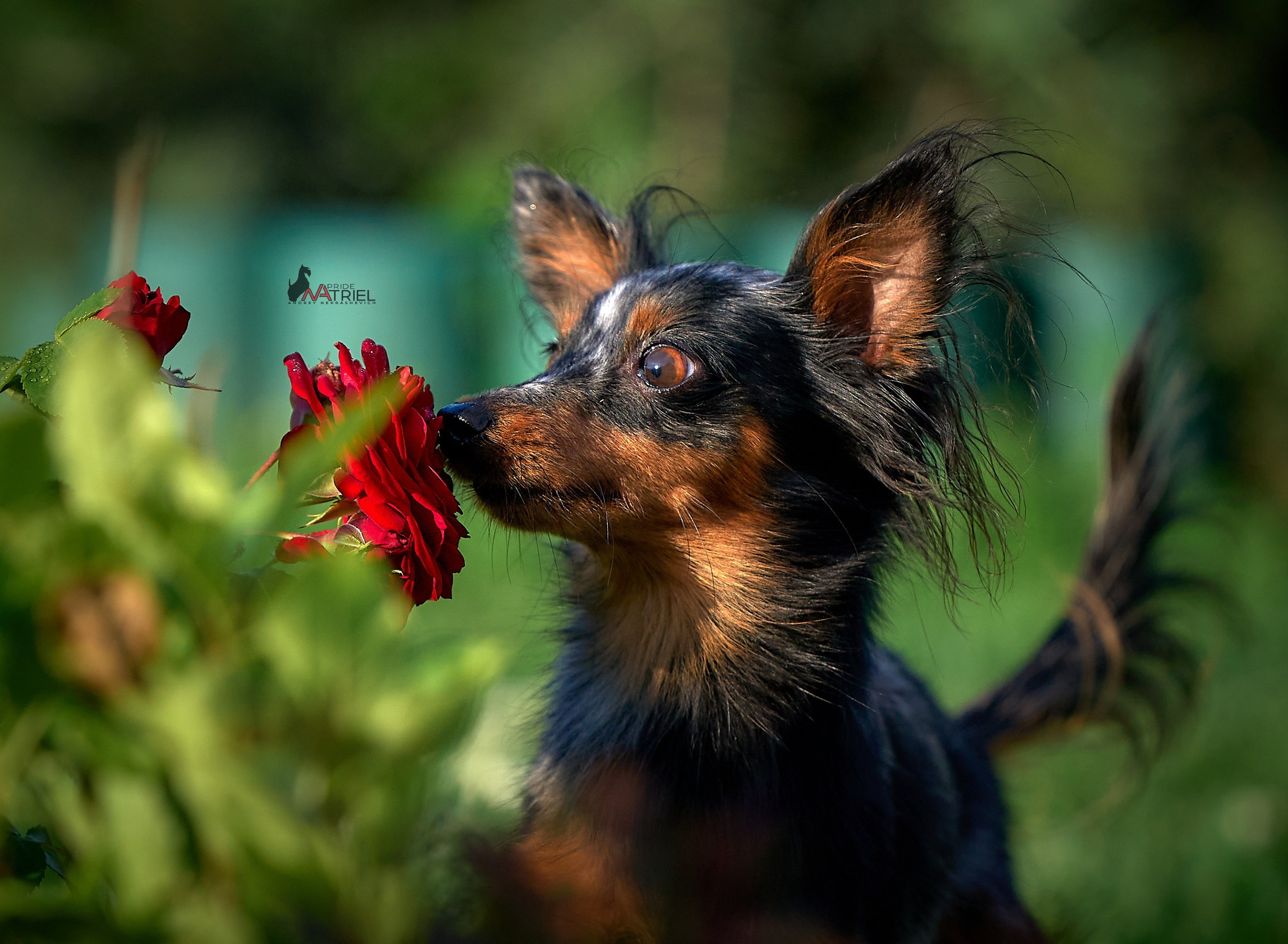 Портреты собак — галерея NATRIEL