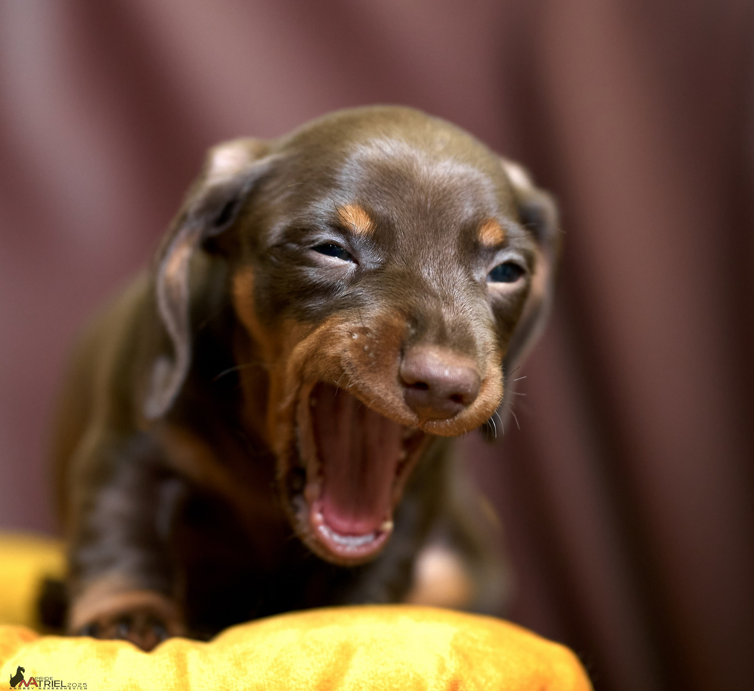 Съемка щенков таксы с мобильным светом