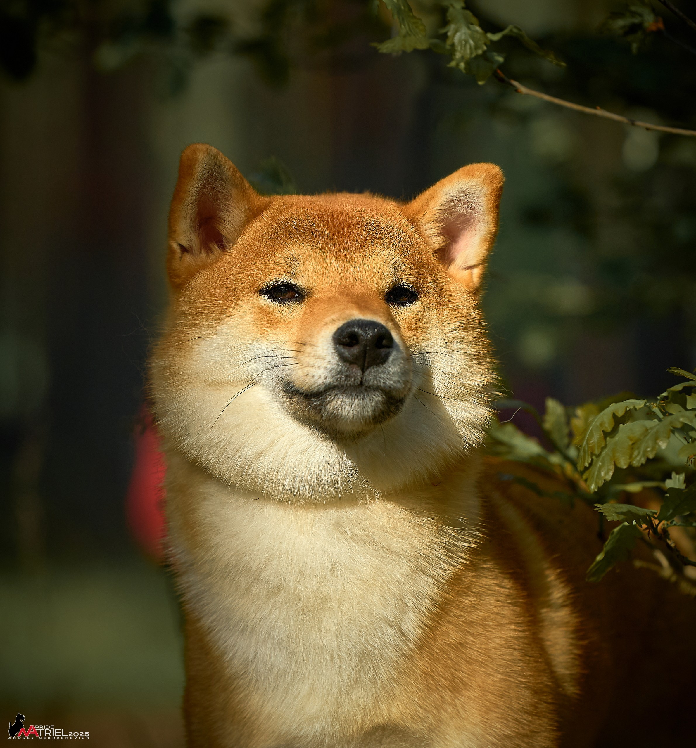 Выставка собак Суздаль-Владимир