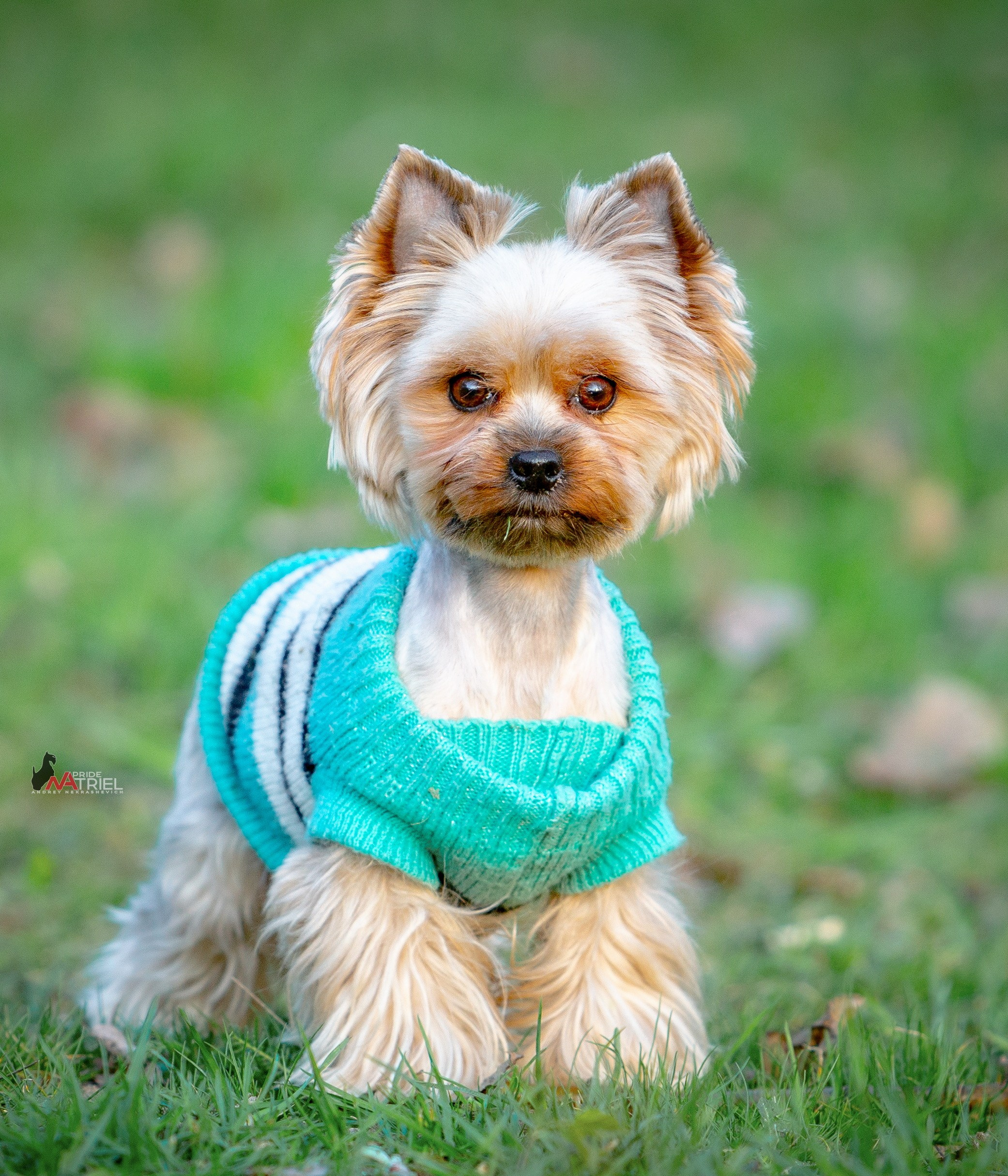 Йоркширский терьер Циля