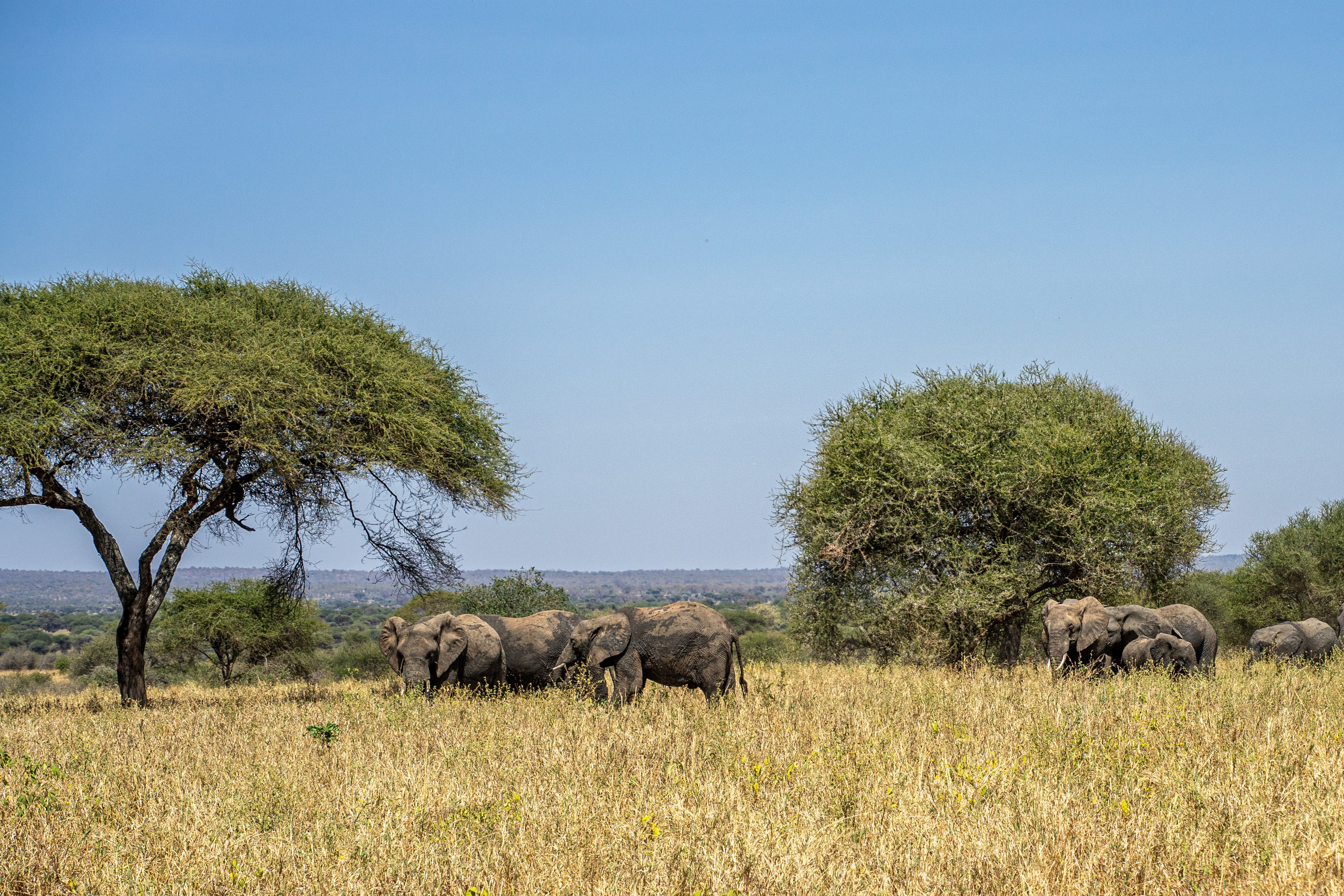 Танзания, сафари, 2025. Творческие сьемки