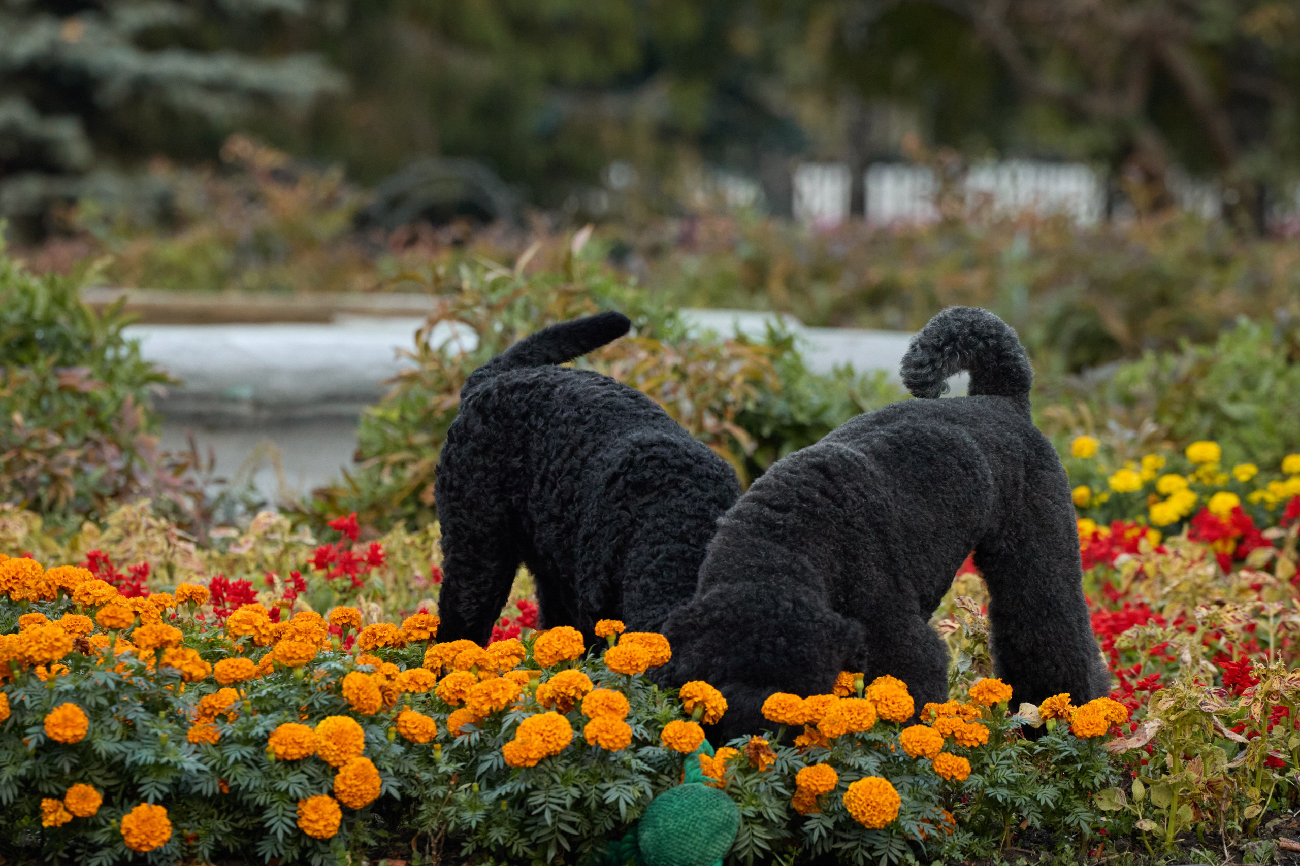 Альбина. Марфа и Мистик. Прогулка в парке. Фотограф анималист в Казани Алина Сулейманова. Фотограф животных