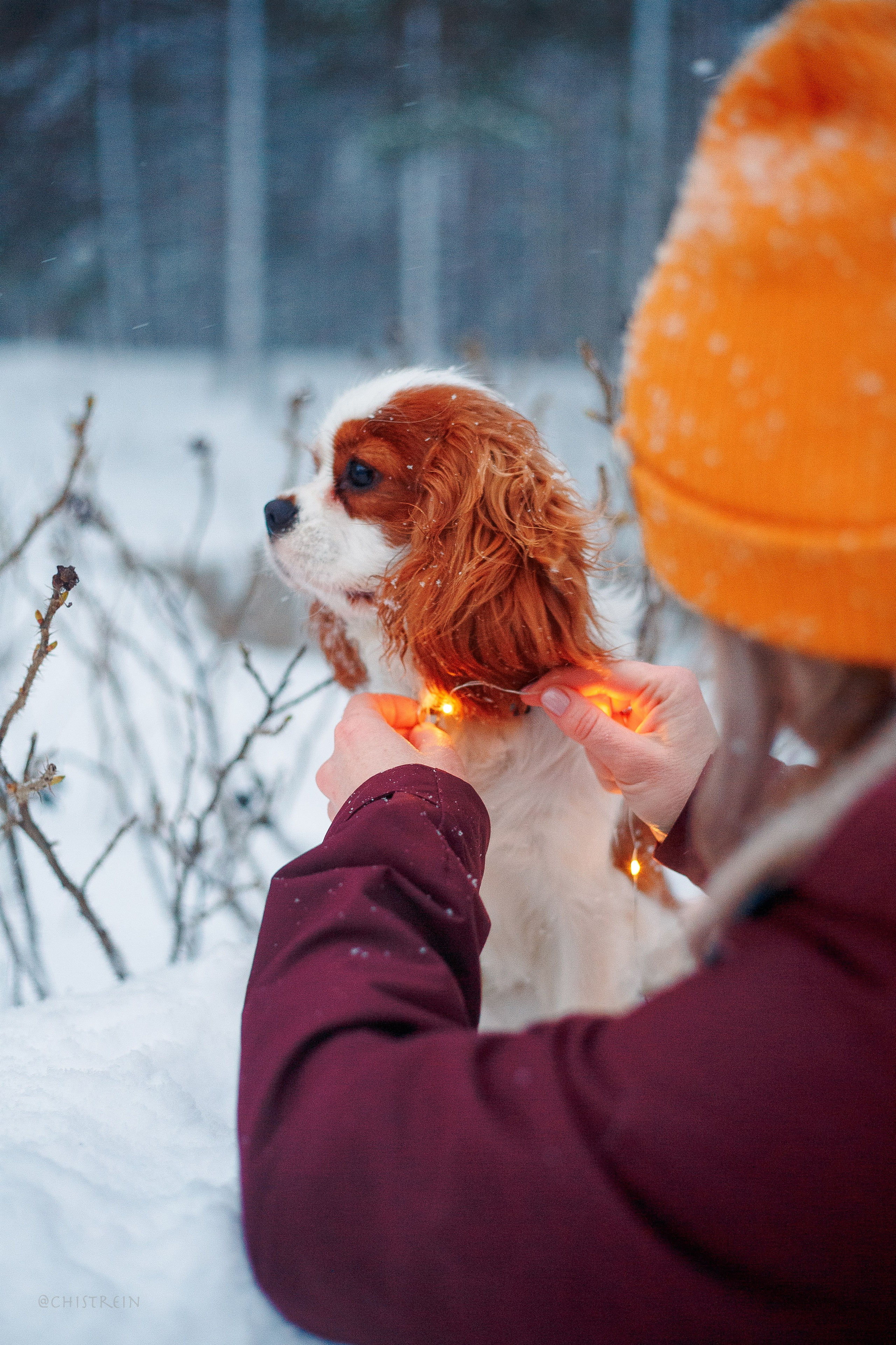 Внезапно апрельская зима. Фотограф-анималист Наталия Чистюхина в г. Сосновый Бор и ЛО