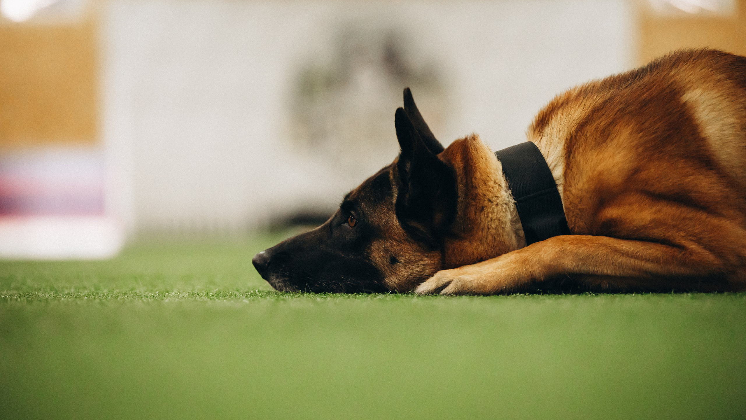 Обидиенс. Семейный фотограф анималист Ананьева Мария — Москва