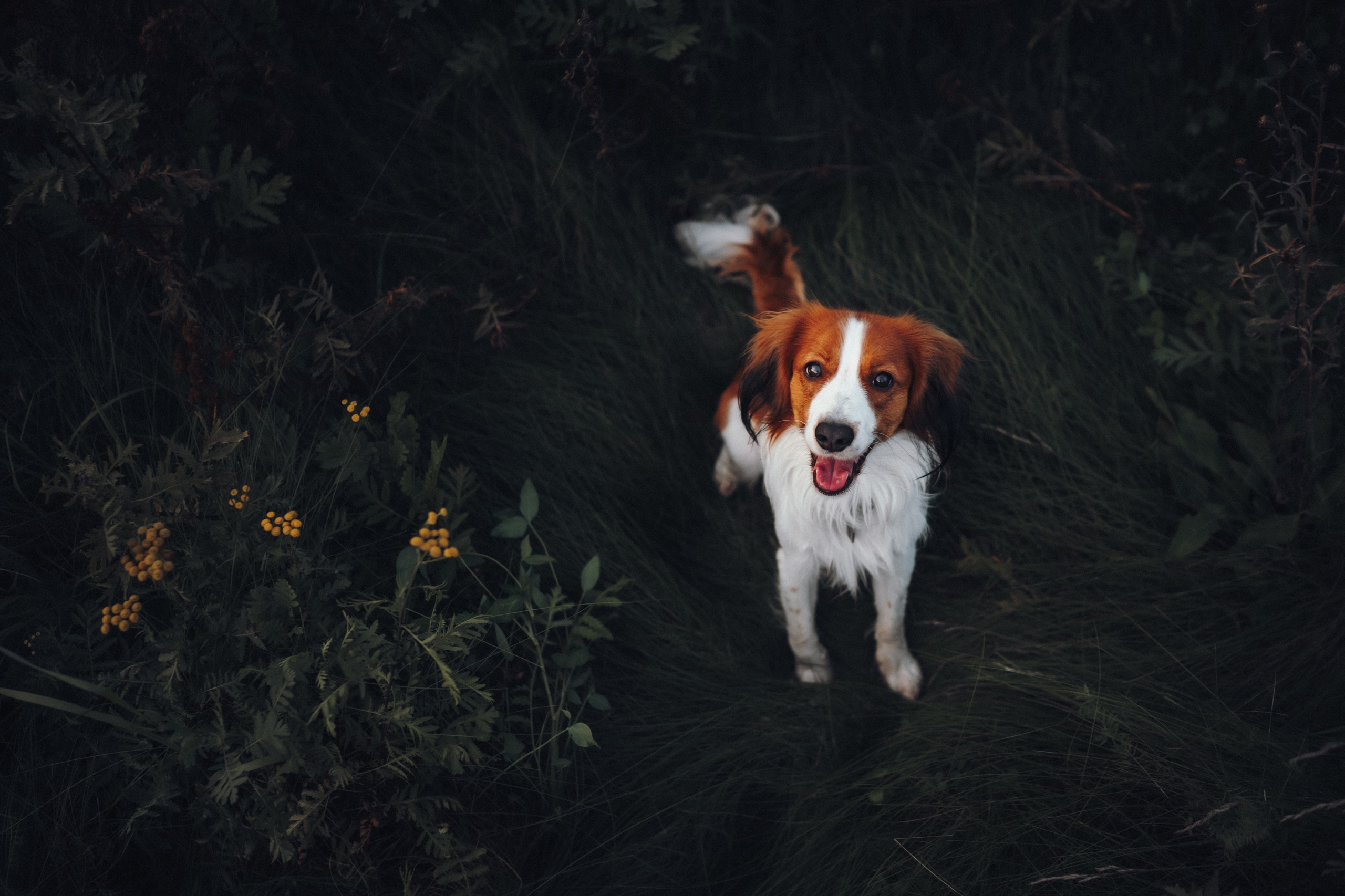 Семейная фотосессия с питомцем. Семейный фотограф анималист Ананьева Мария — Москва