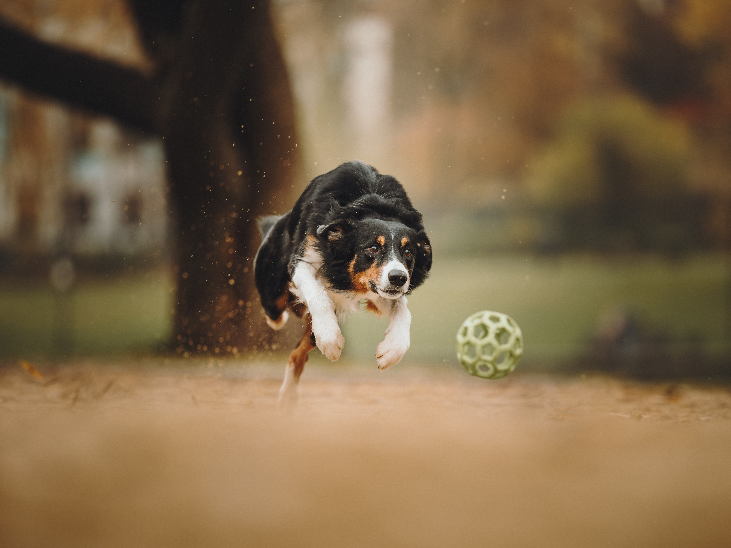 Аня, Оскар и Яр. Семейный фотограф анималист Ананьева Мария — Москва