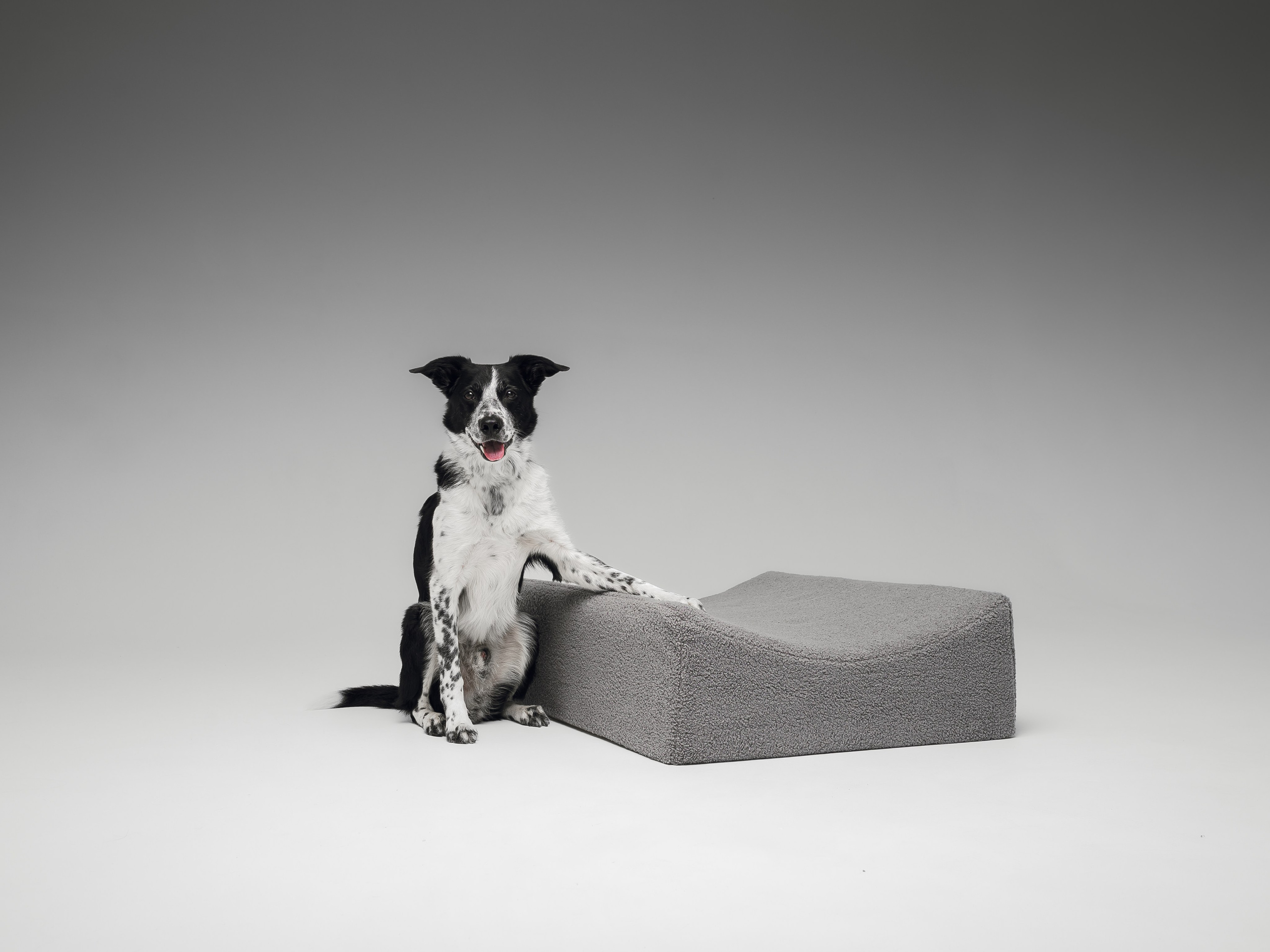 Chilldog. Семейный фотограф анималист Ананьева Мария — Москва