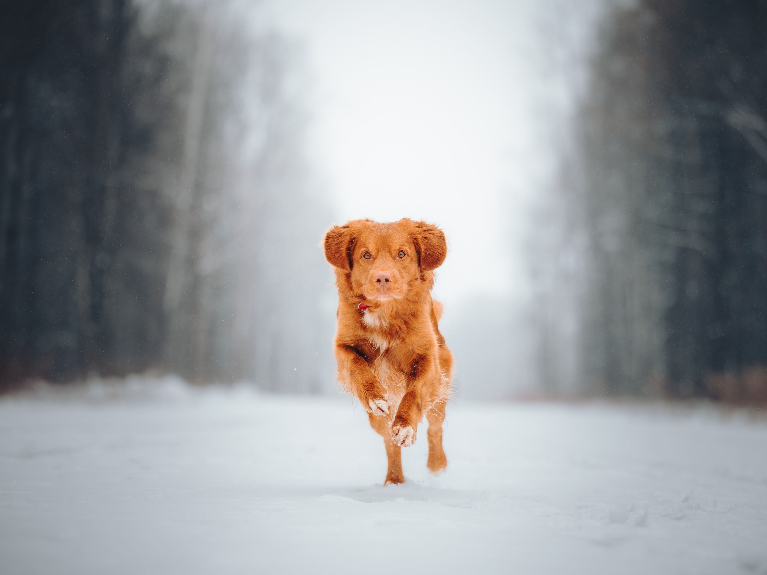Наташа и Бубел. Семейный фотограф анималист Ананьева Мария — Москва