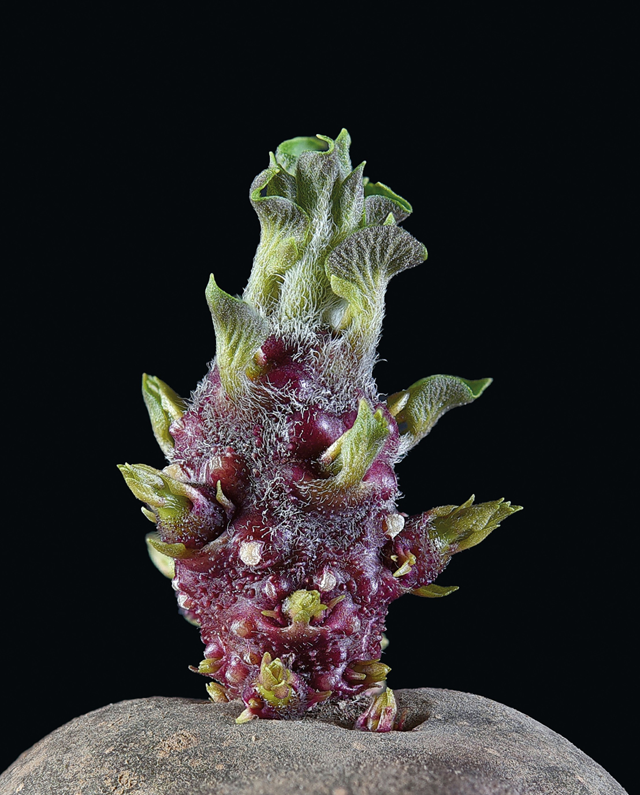 Разное. Fotolux