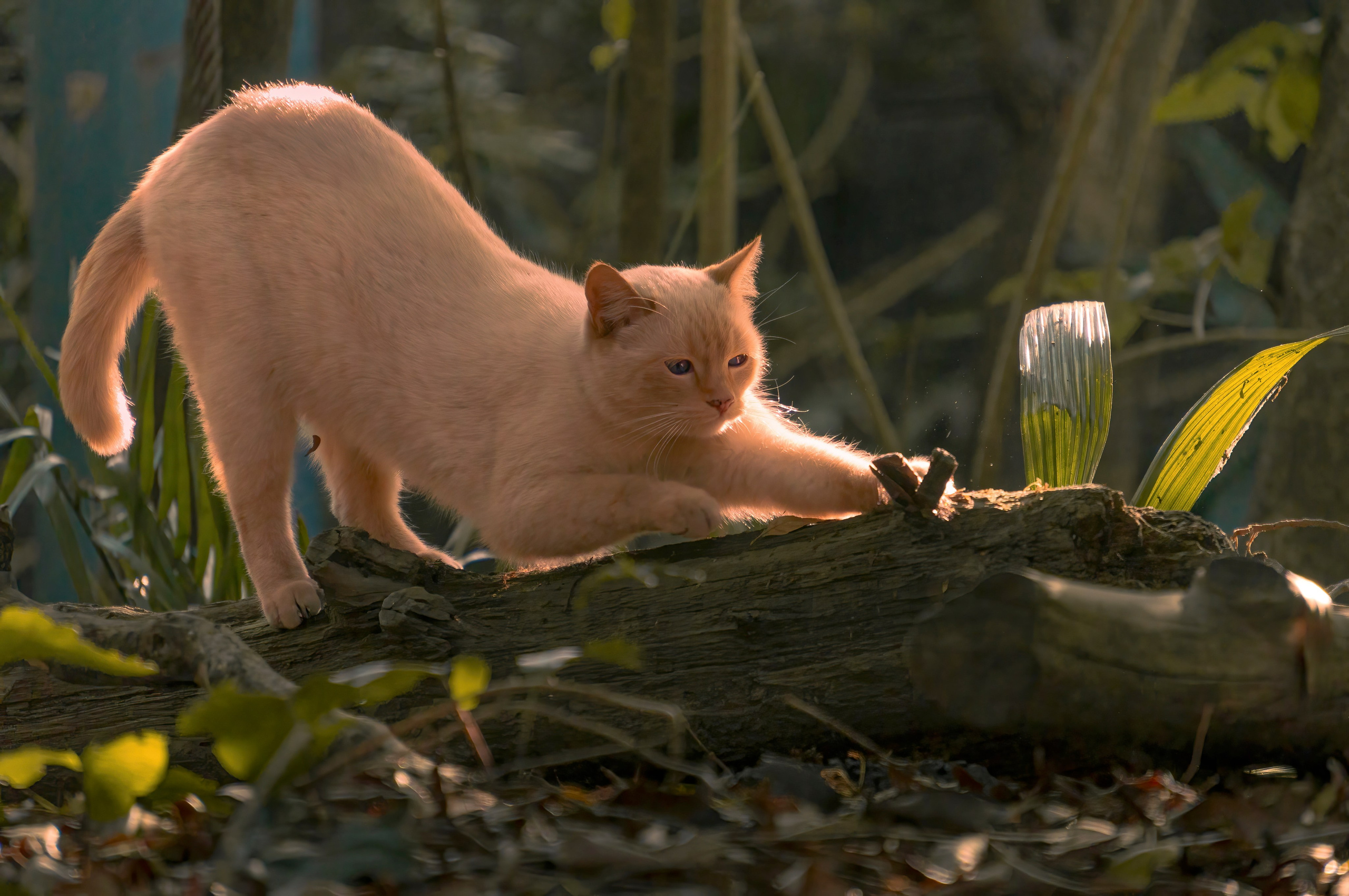 CDMX Photography | Alex Klenin| Portrait & Event Photographer