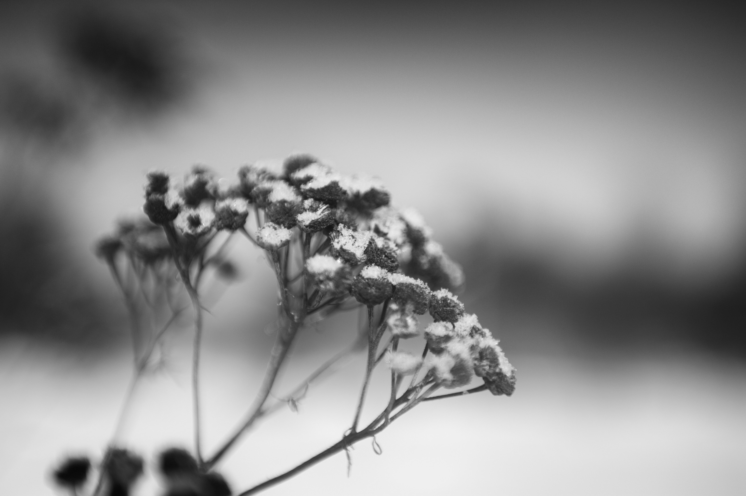 Монохром. Фотограф Милена ЯновскаяМеня зовут Милена Яновская. Я фотограф и автор арт-фототерапевтических проектов