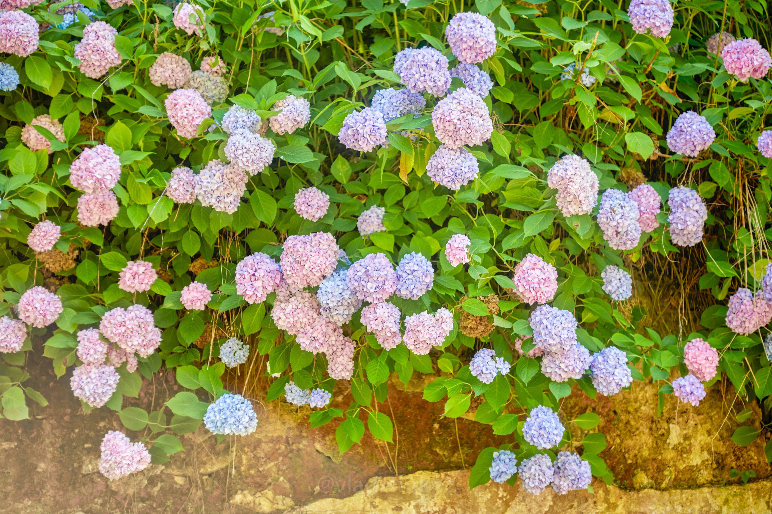 Пртретная фотосъемка в абхазии. Фотограф Абхазия