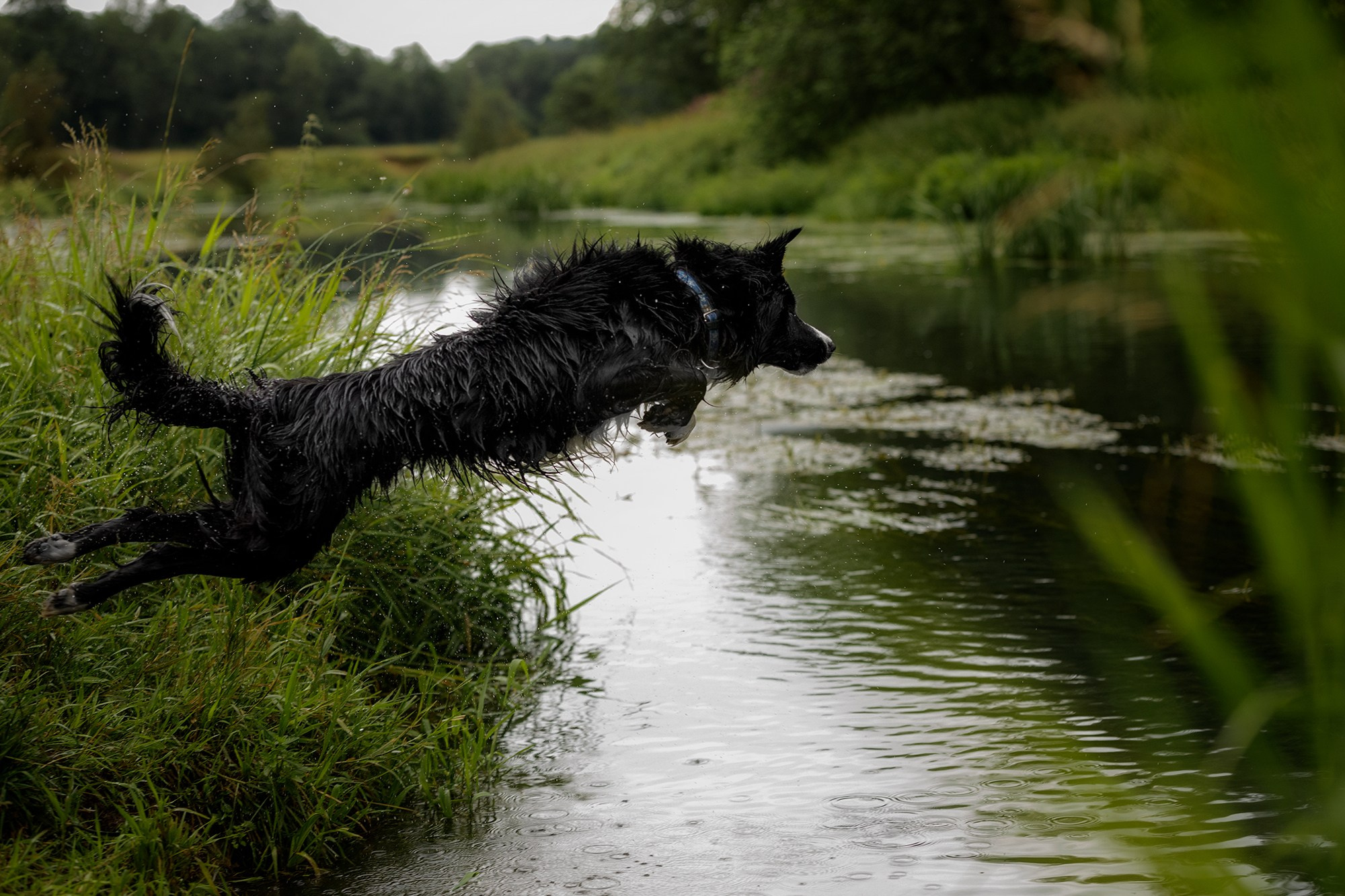 Стив и Аня. Фотопрогулка в Горыныче. Фотограф-анималист в Калуге Мария Шерскова