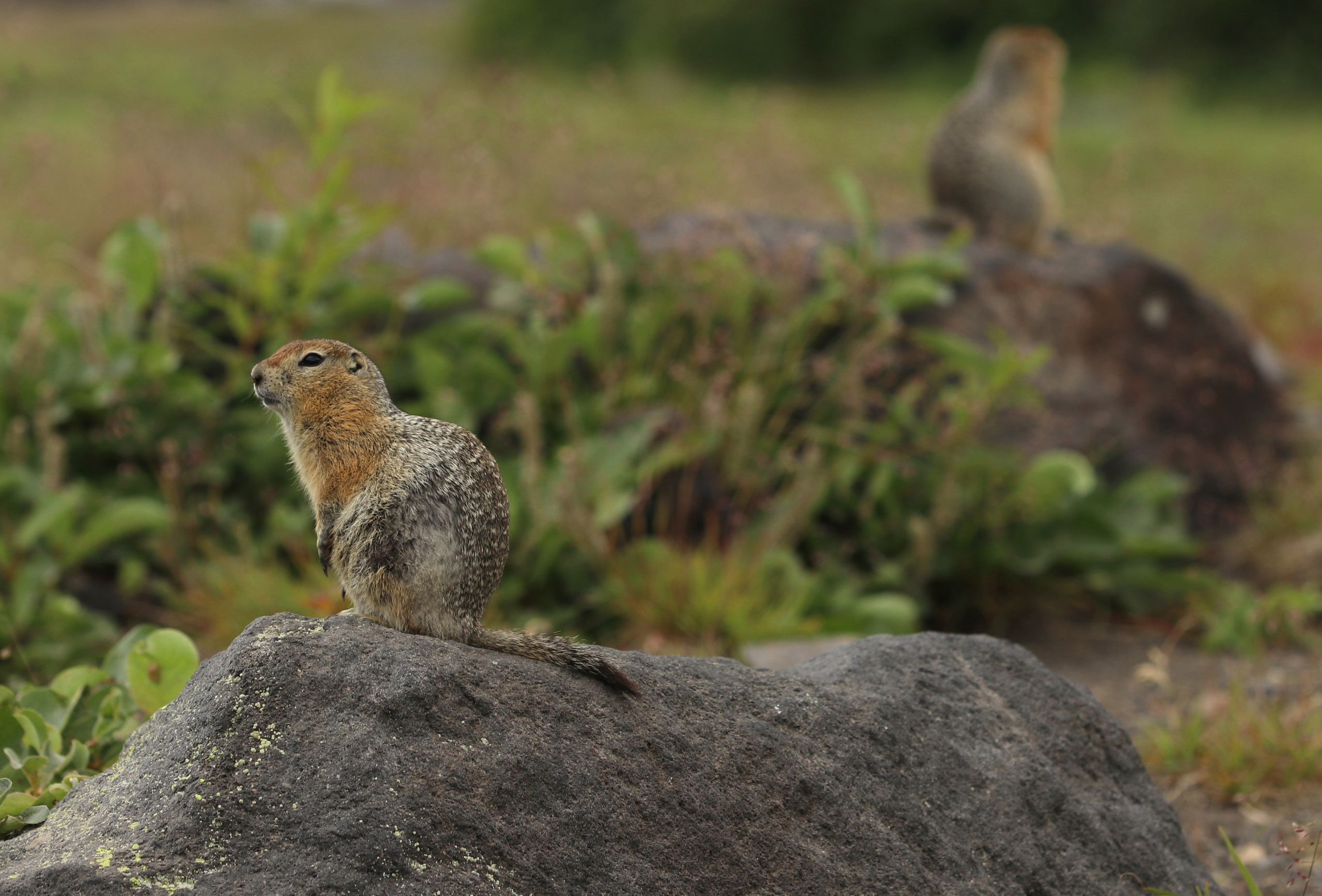 Камчатка и о. Парамушир. Июль 2024. Путешественник-фотограф из Санкт-Петербурга Татьяна Свистулина