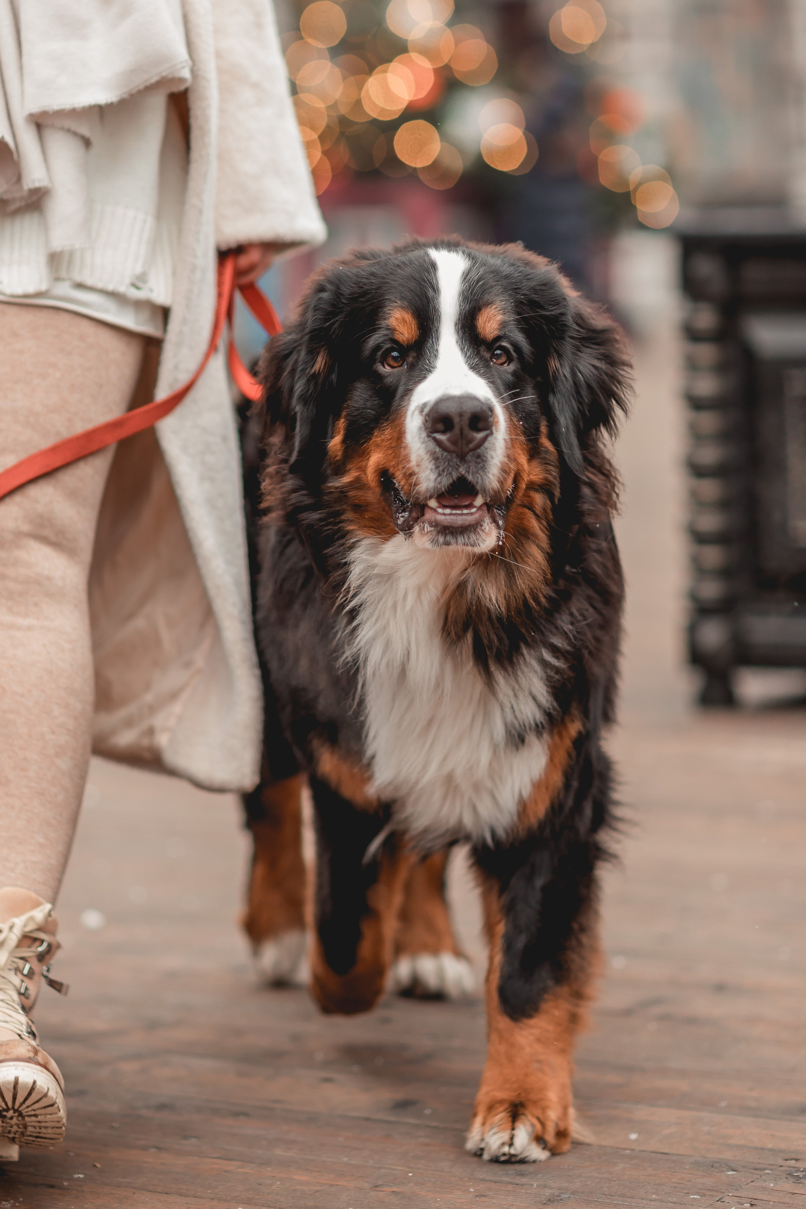 Татьяна и Терри. Семейный фотограф анималист Мария Крючкова