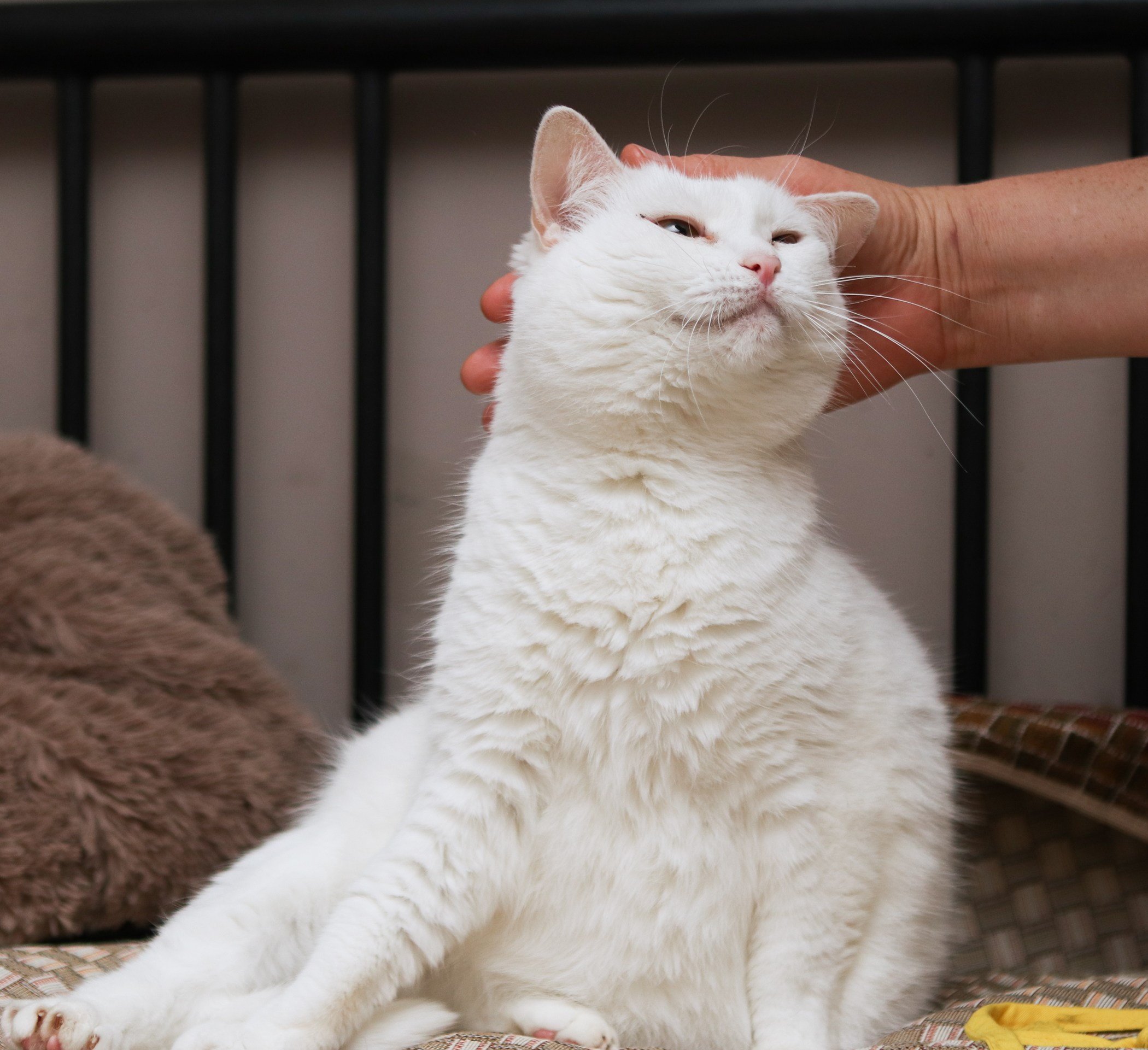 Кошки. Фотограф-анималист Полина Колкова | Москва