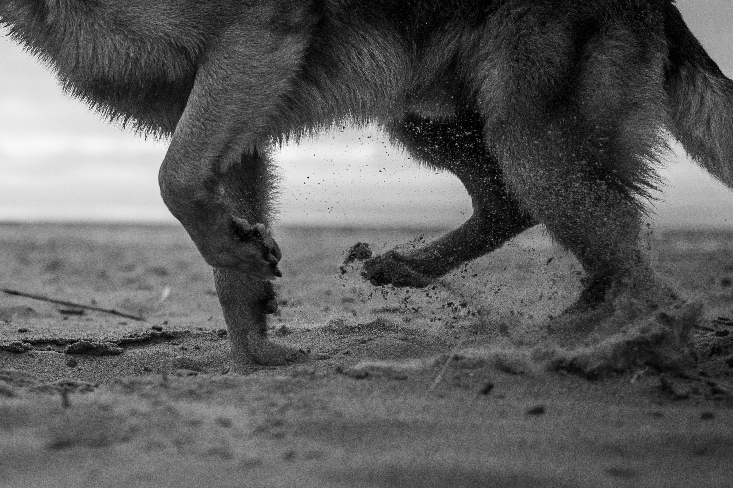 Катя и Агат. Фотограф — Анималист | Санкт-Петербург