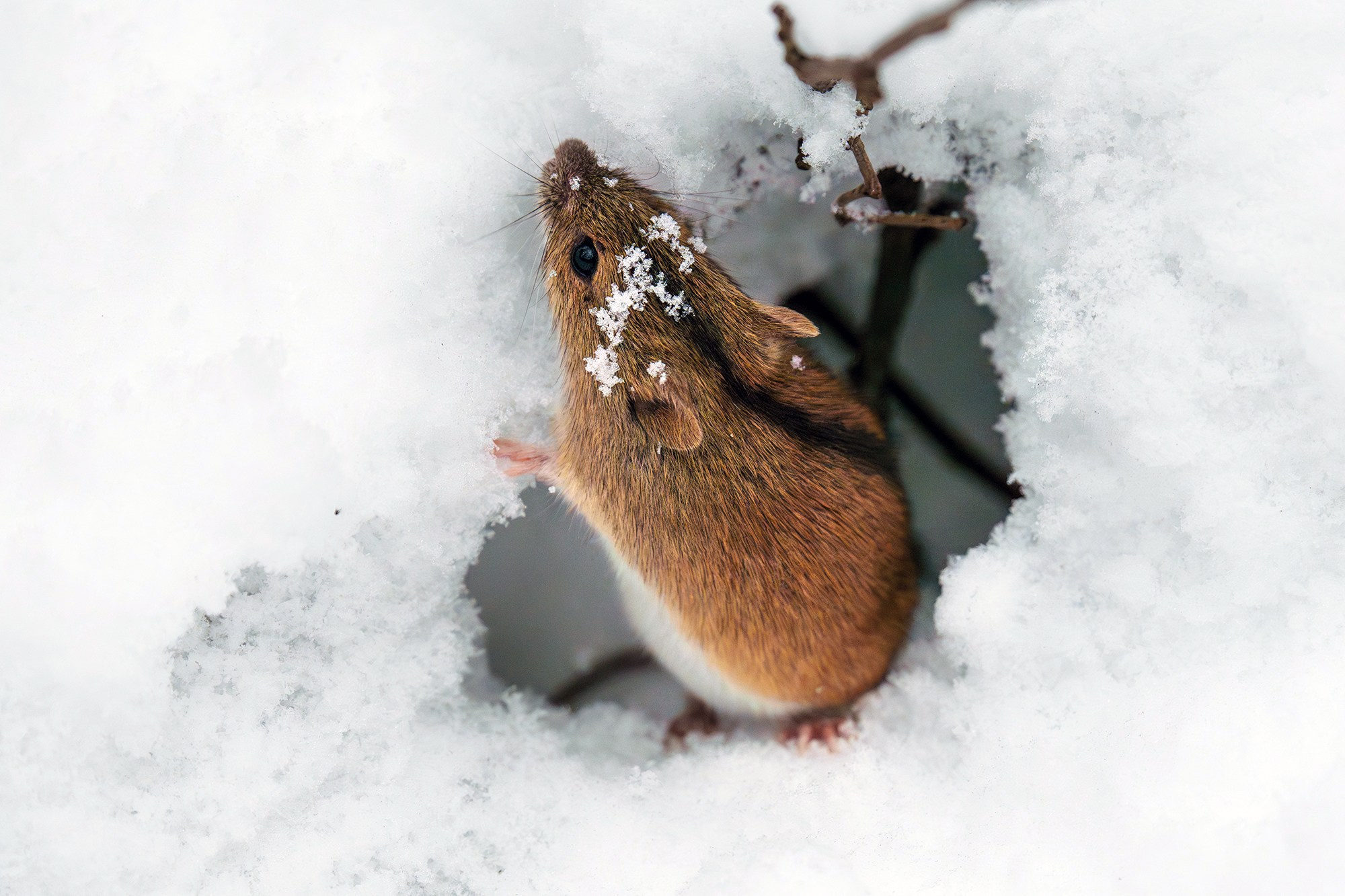 Животные. Ваш личный фотограф Марина Волкова