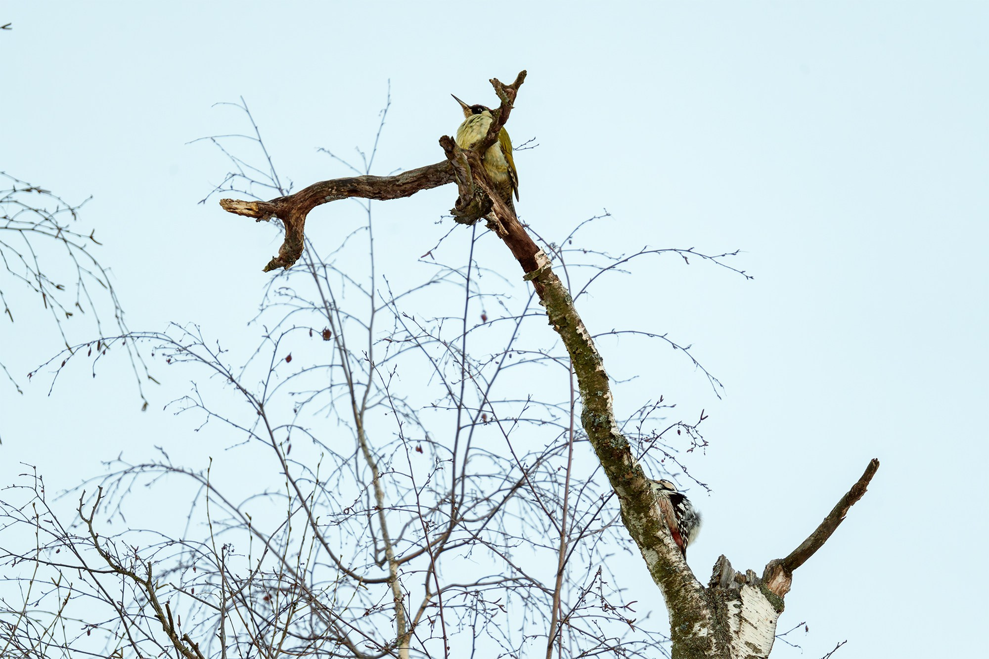 Удивительные мир птиц. Вокруг нас столько прекрасного — присмотритесь!. Ваш личный фотограф Марина Волкова