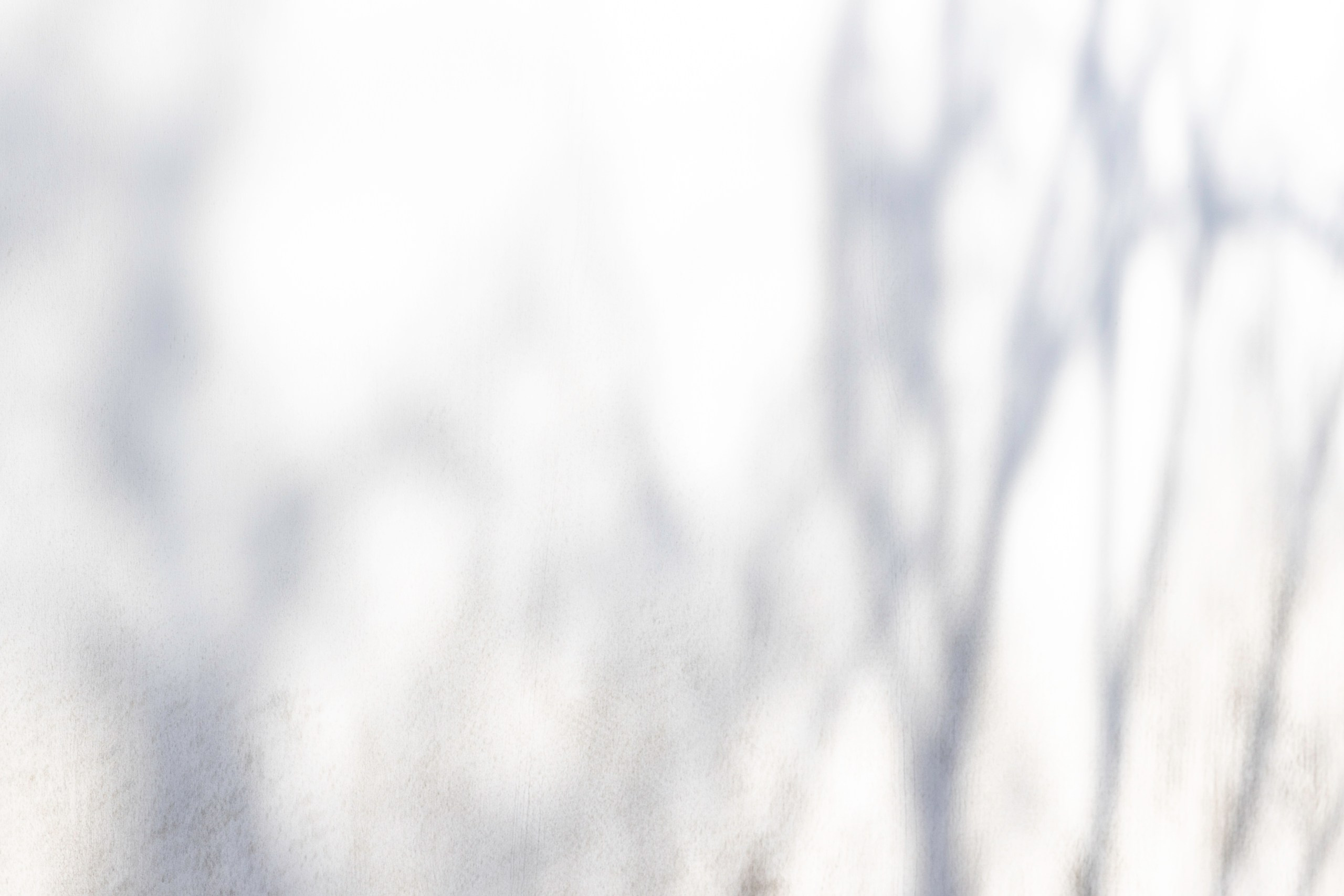 Пейзаж в интерьере | Interior landscape. Фотограф алина стерхова, алина стерхова фотограф, фотограф москва