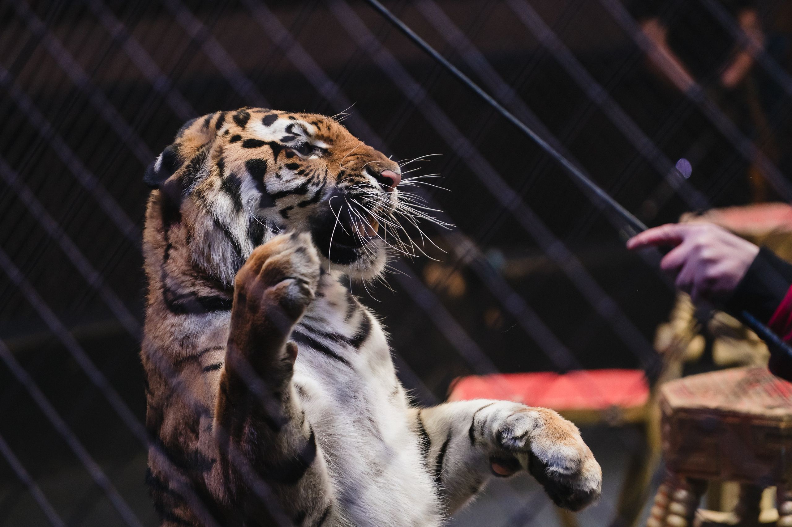 5 Континентов — Открытая репетиция. Воробьева Ксения — Спортивный и танцевальный фотограф Новосибирск