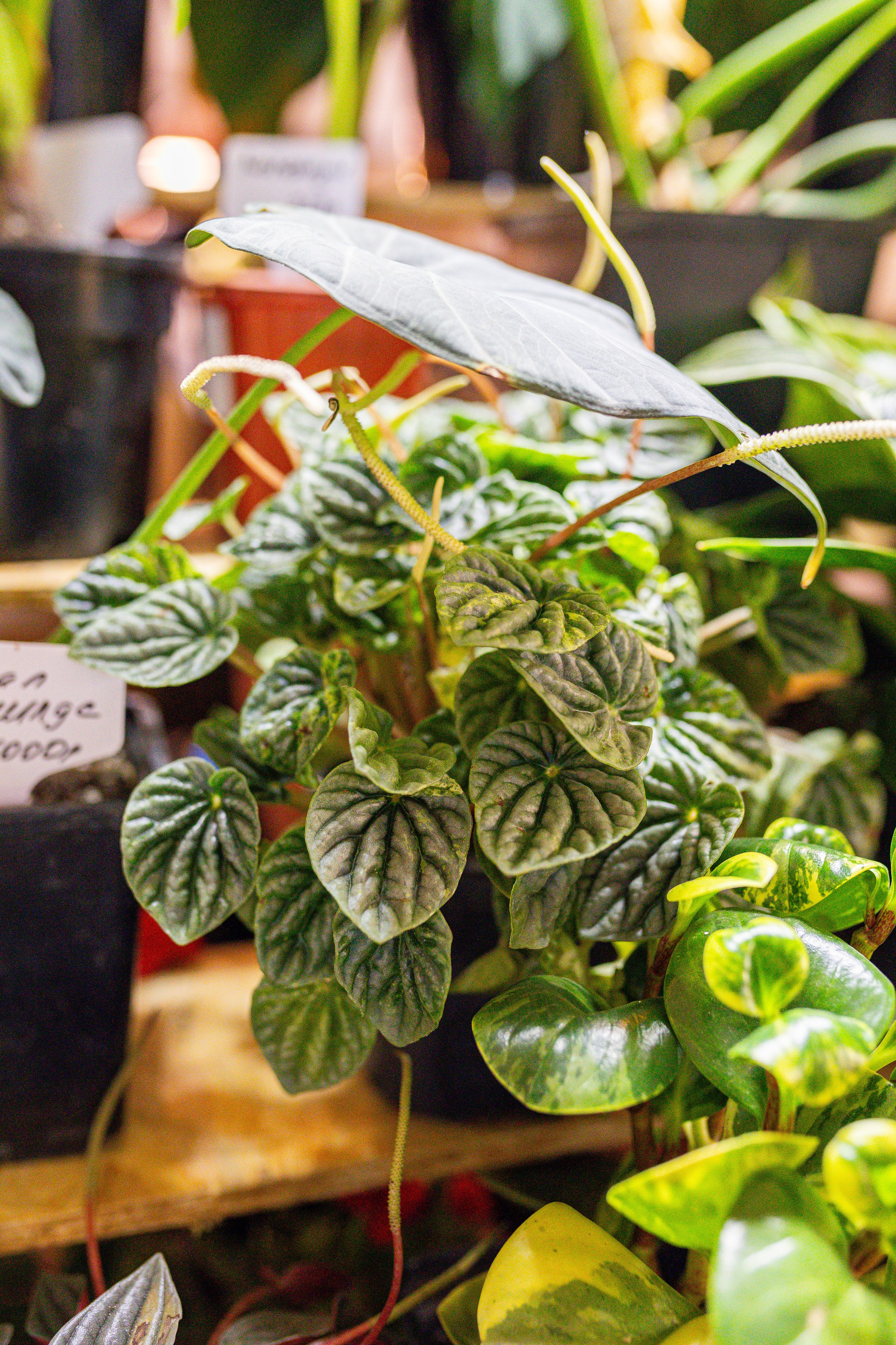 Growbox декабрь 2025. Александра Куликова фотограф, Москва