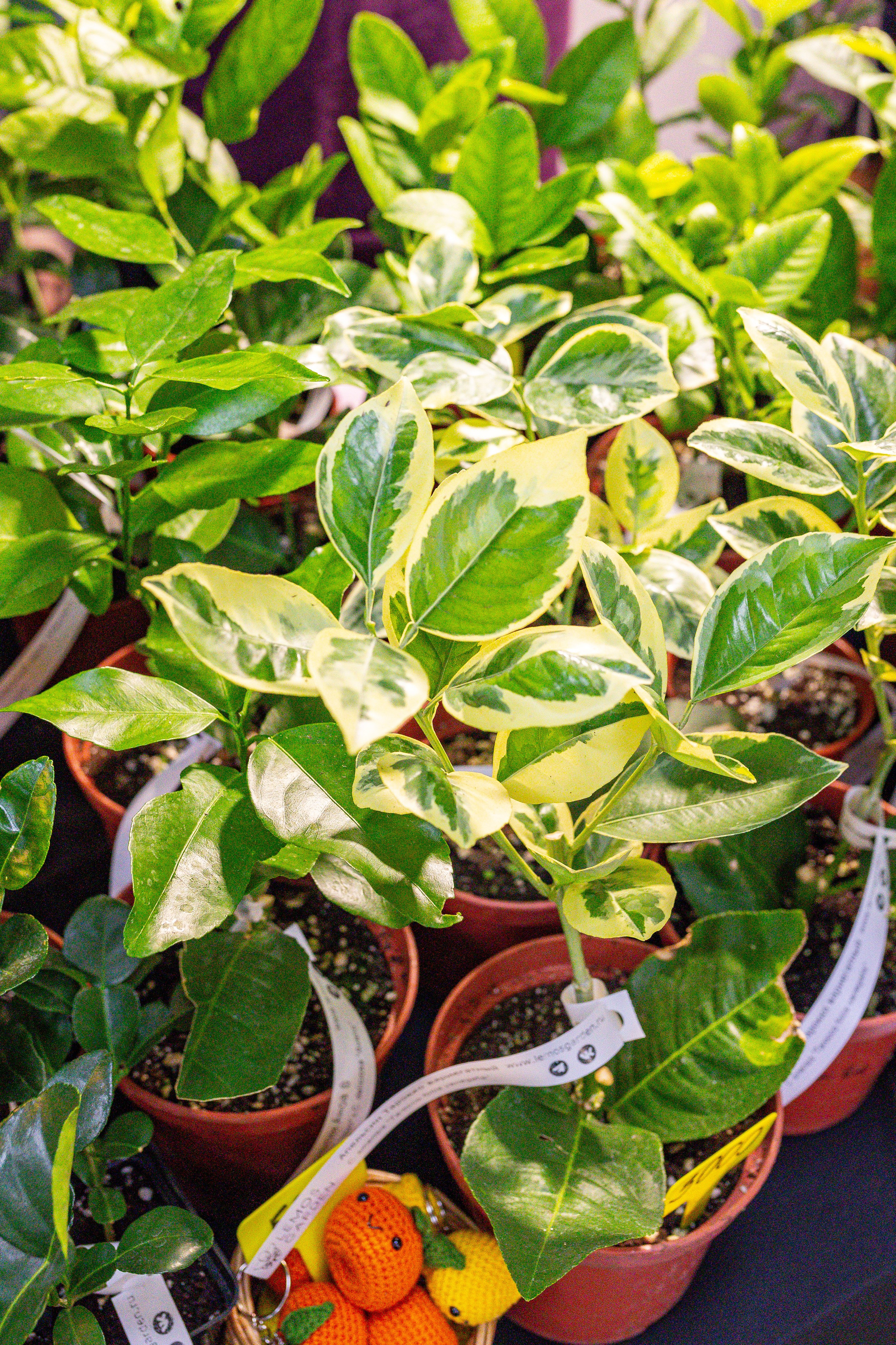 Монстериум 11–12 октября. Александра Куликова фотограф, Москва